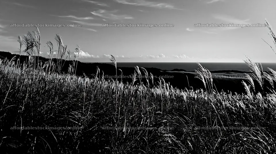 Iwate rain refreshed meadow seedhead foreground – stock images 10608x5938