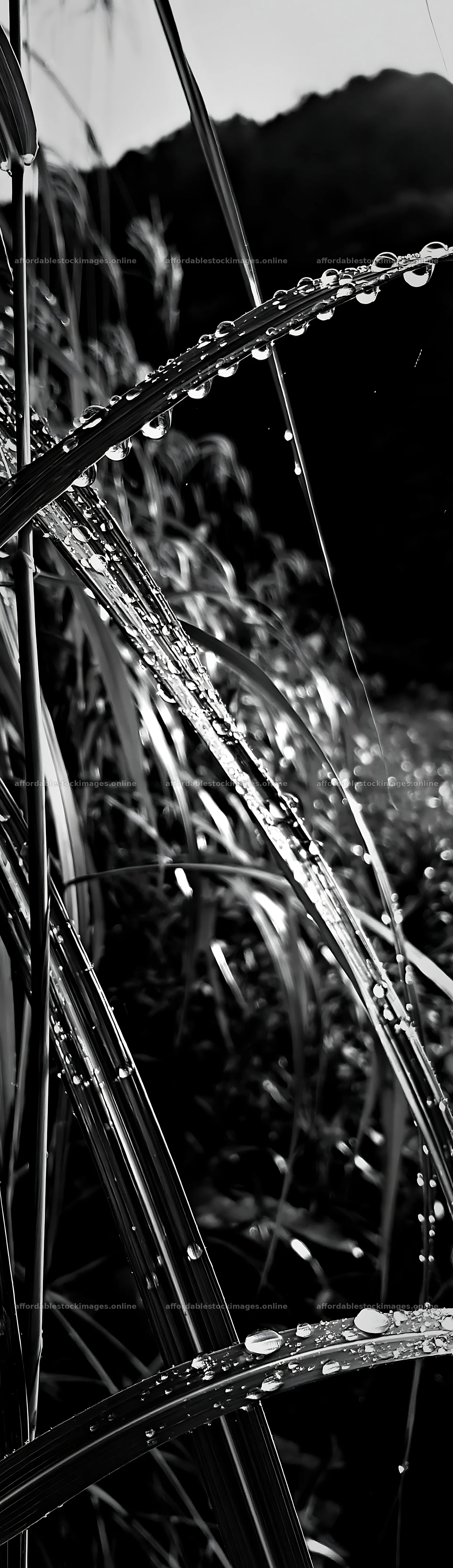 Fukui native grass meadow rain droplets create a refreshing – stock images 4268x14762