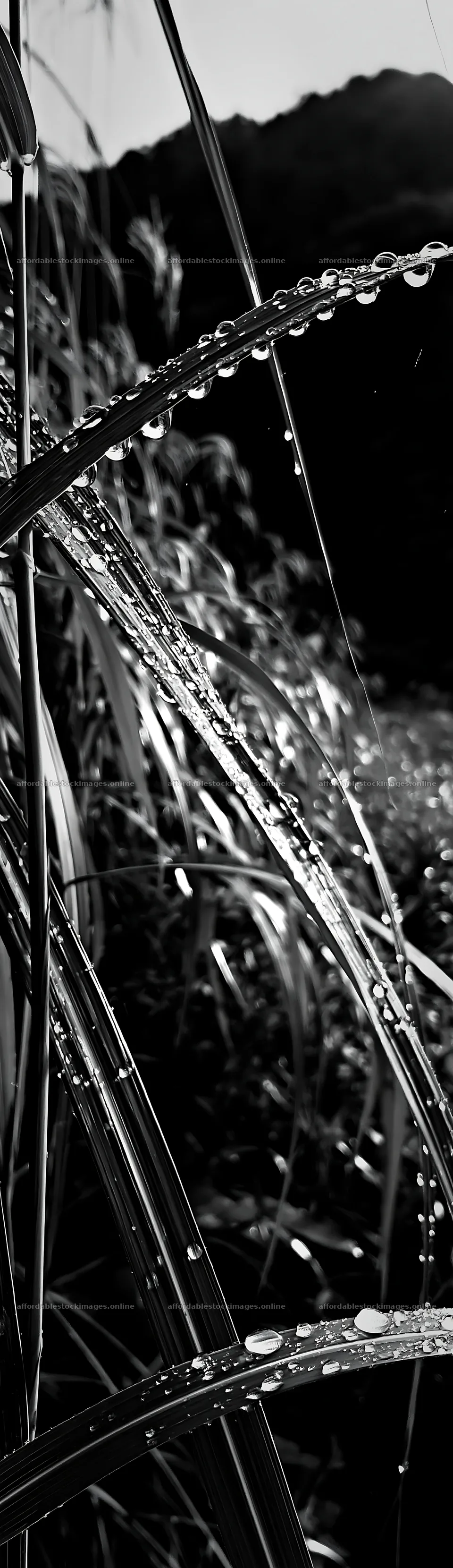 Fukui native grass meadow rain droplets create a refreshing – stock images 4268x14762