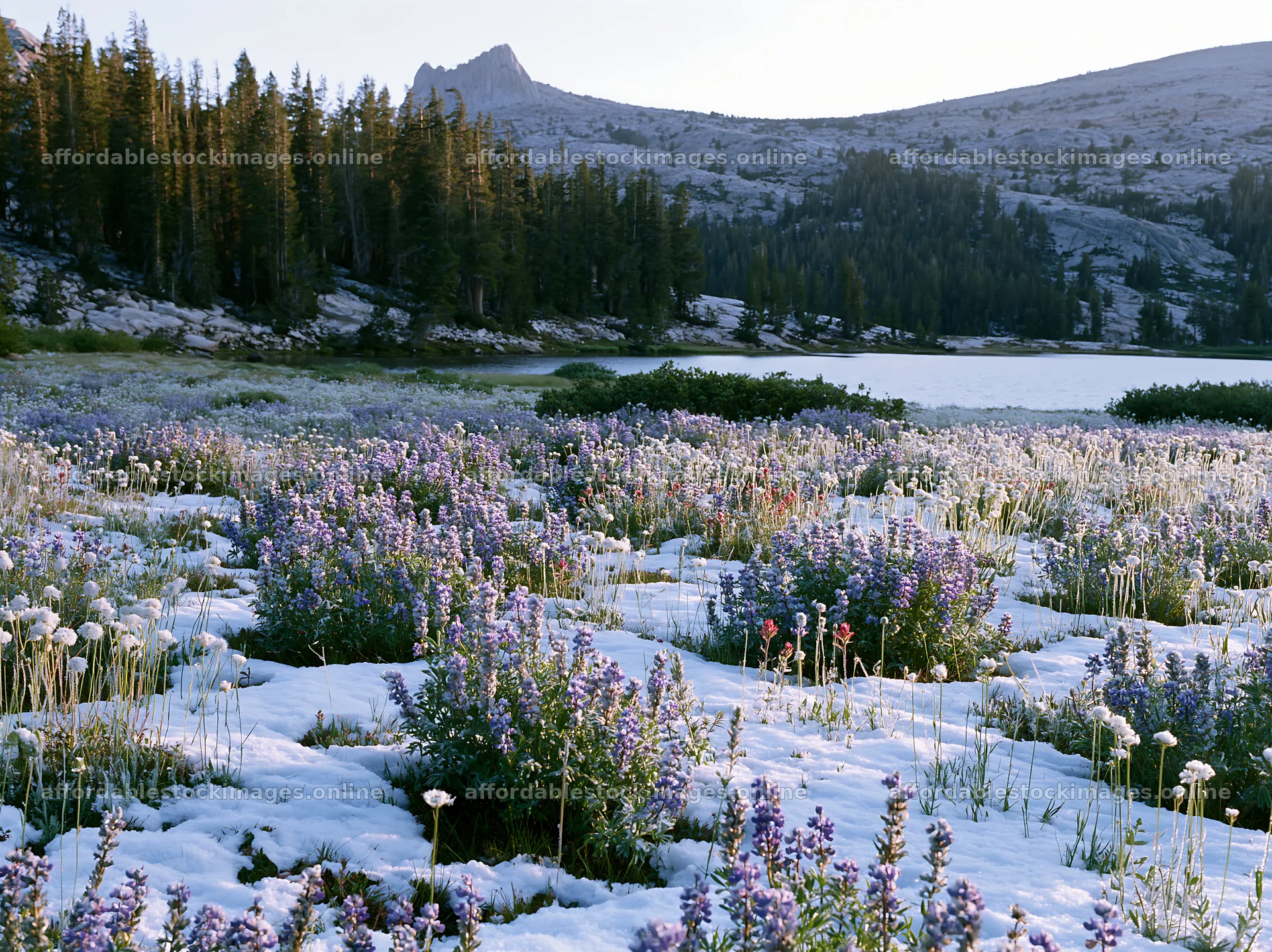 Snowy lakeside meadow filled with wildflowers and trees – stock images 9174x6866