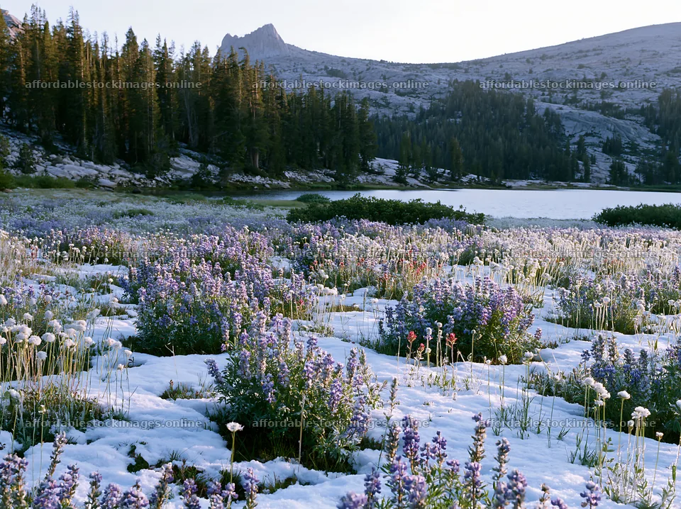 Snowy lakeside meadow filled with wildflowers and trees – stock images 9174x6866