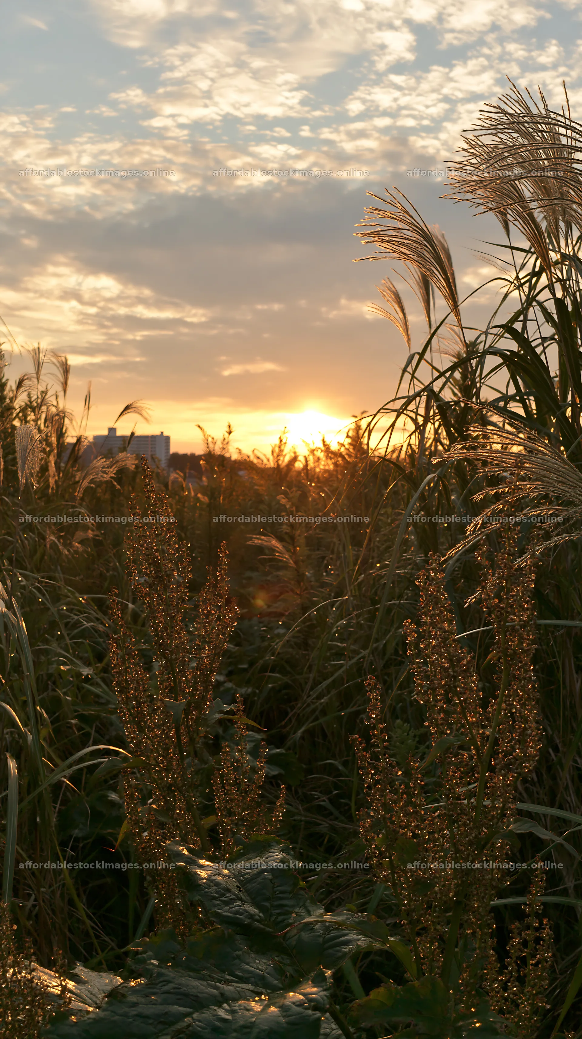 Tokyo meadow at sunset with seedheads and skyline – stock images 5938x10608
