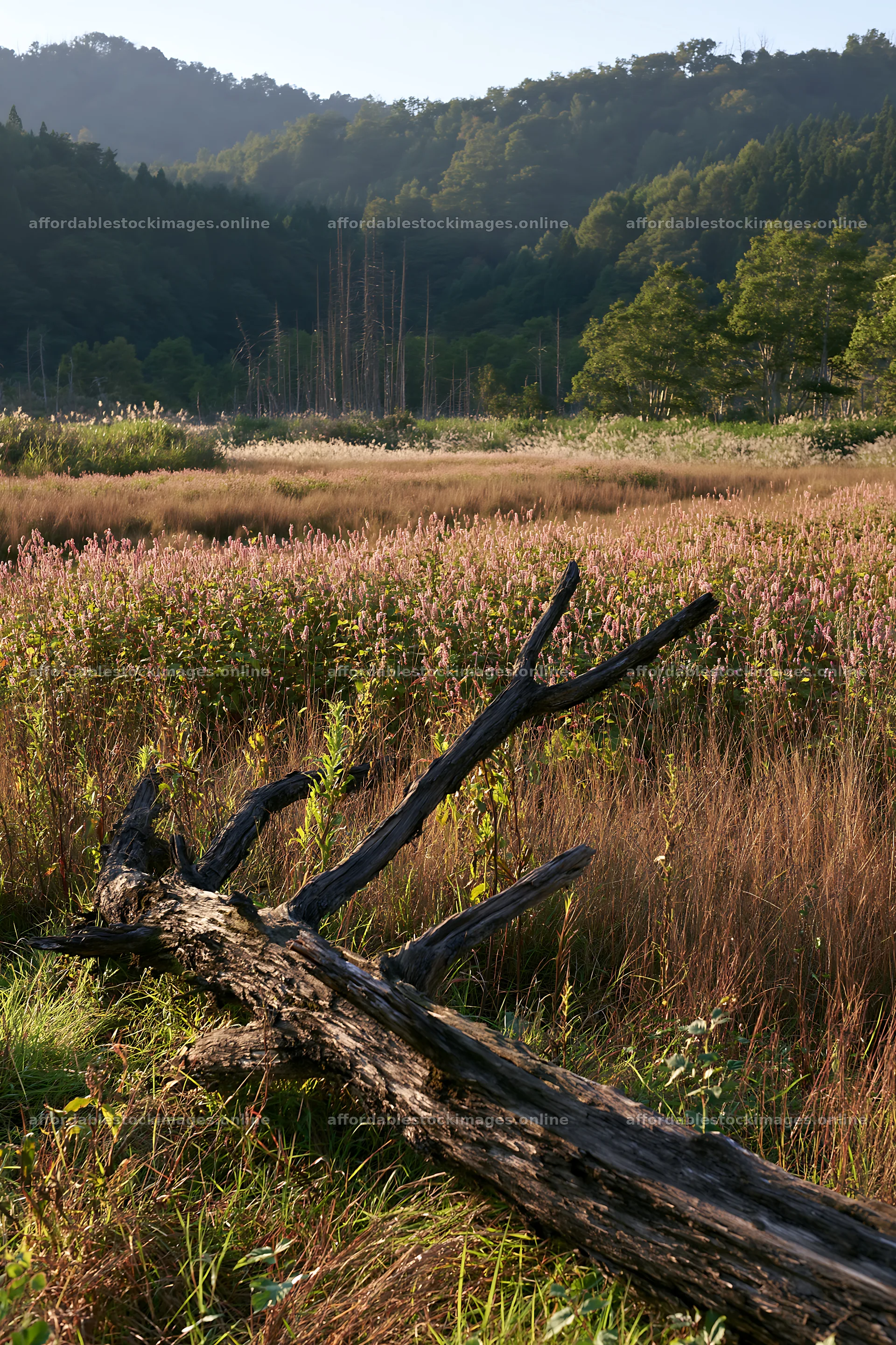 Yamagata rewilded meadow with fallen branch in foreground – stock images 6480x9722