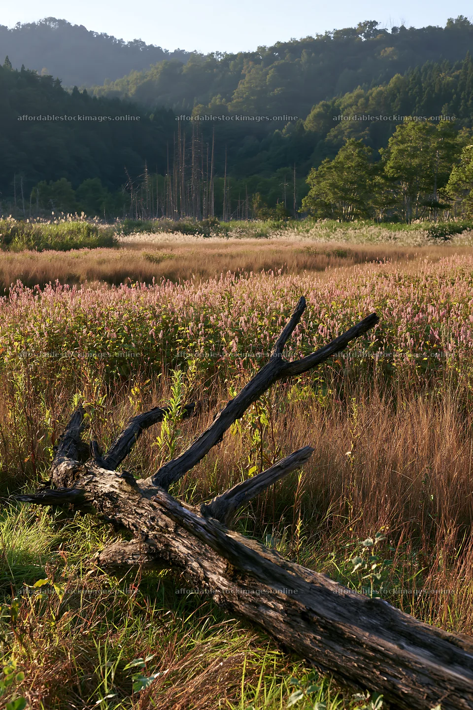 Yamagata rewilded meadow with fallen branch in foreground – stock images 6480x9722