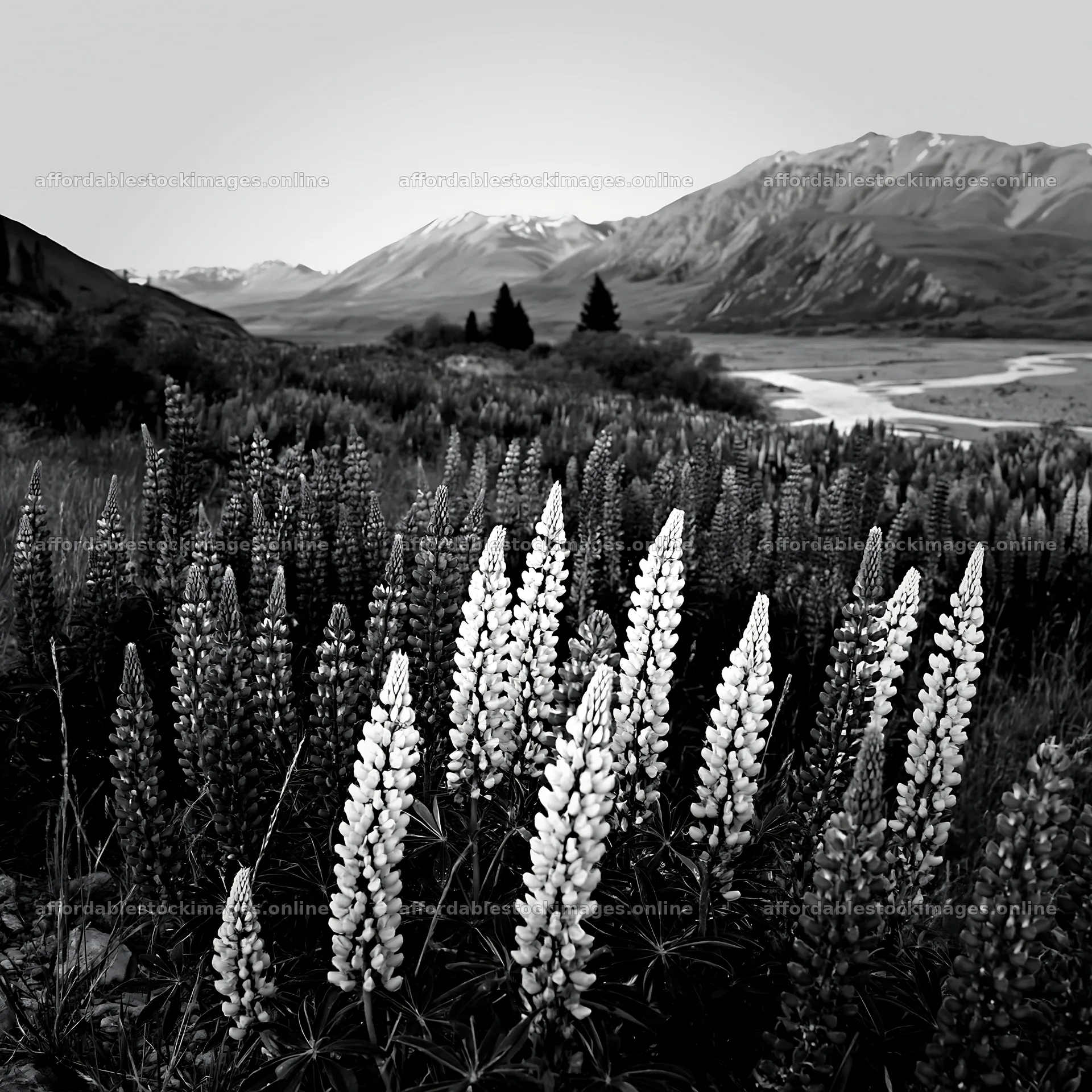 Lupin meadow in foreground with mountain landscape in background – stock images 7938x7938
