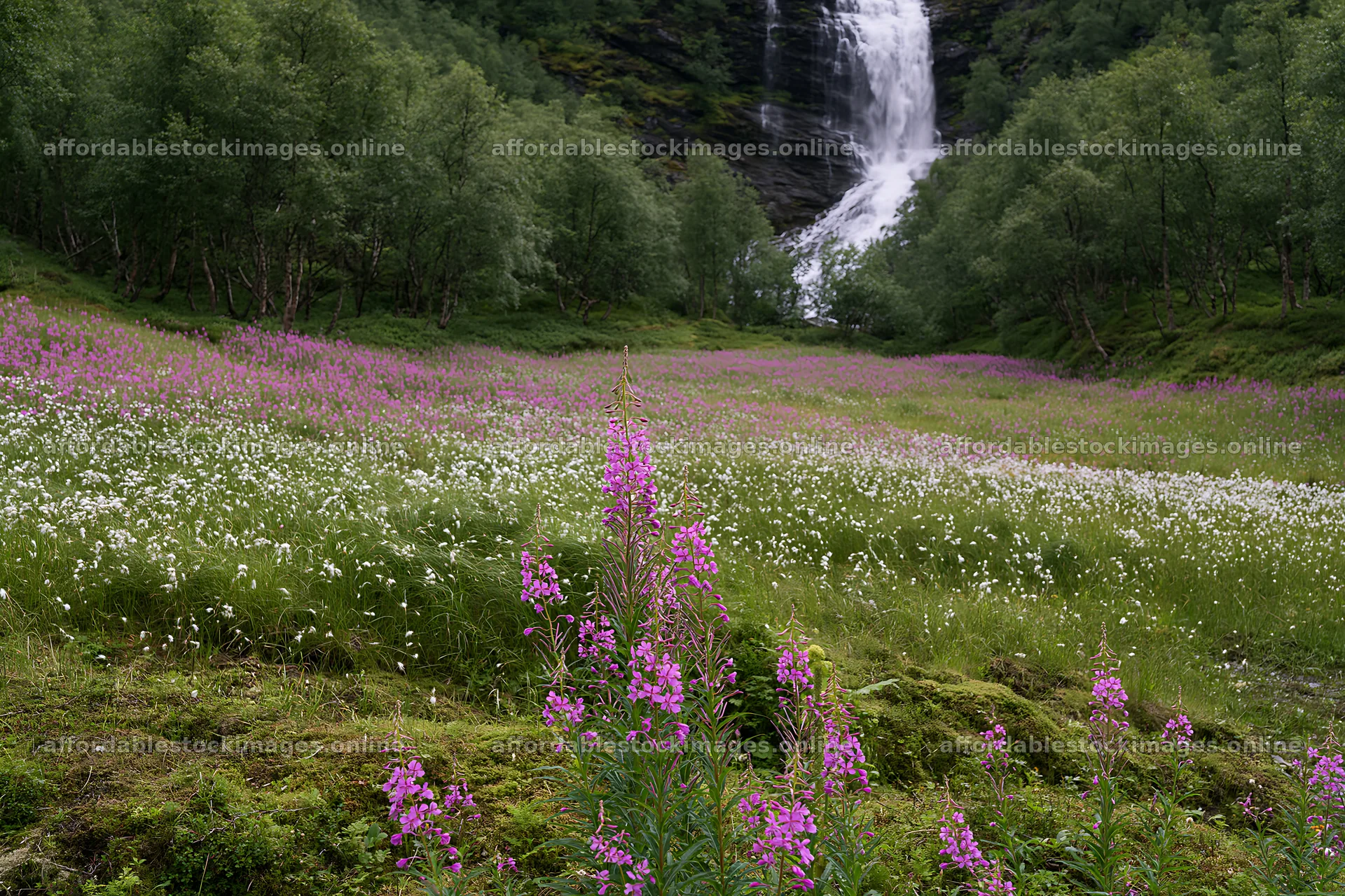 Wildflower meadow at base of waterfall with green trees – stock images 9722x6480