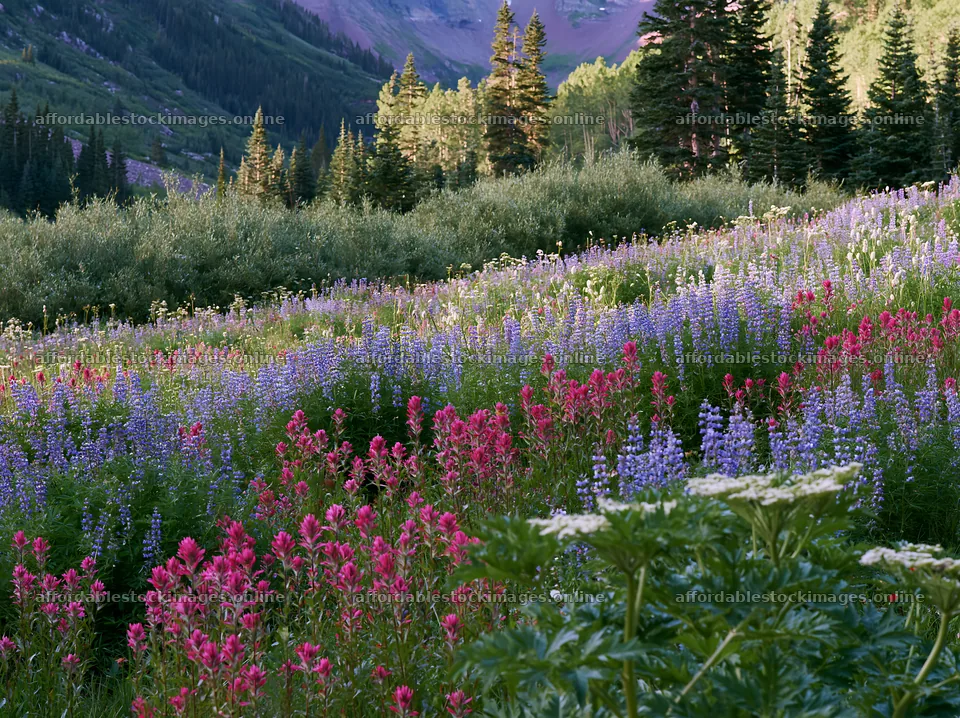 Paintbrush lupine meadow in bloom during summer – stock images 9174x6866