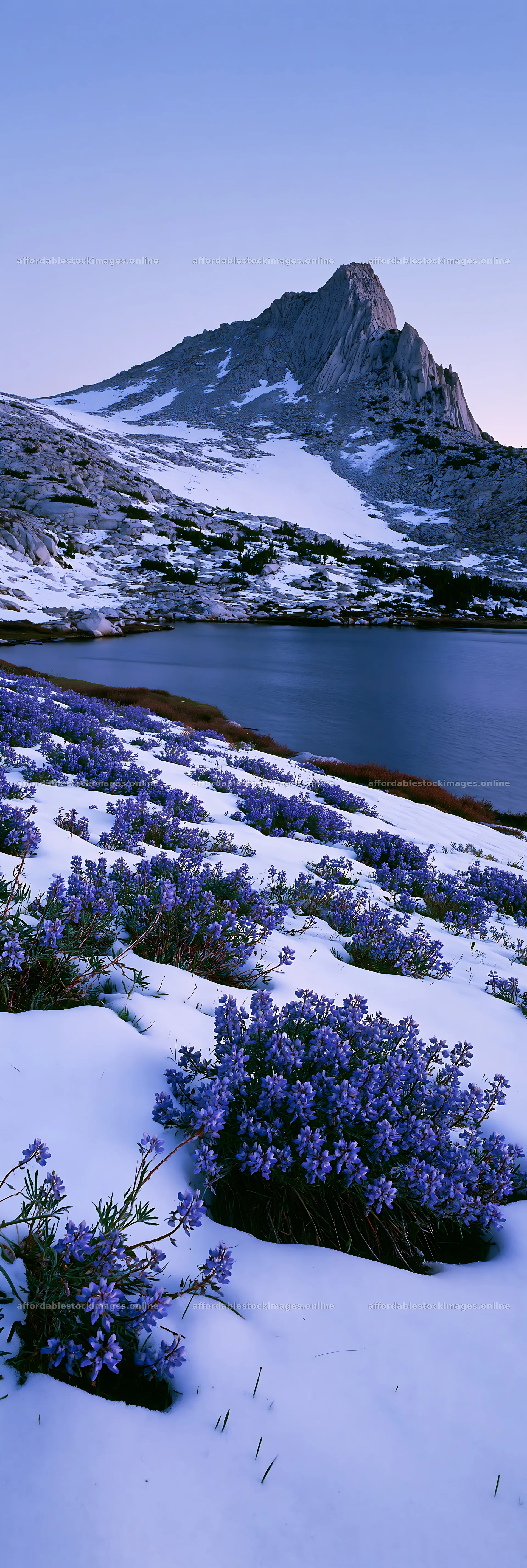 Snowy lakeside meadow with purple flowers and mountain view – stock images 4602x13690