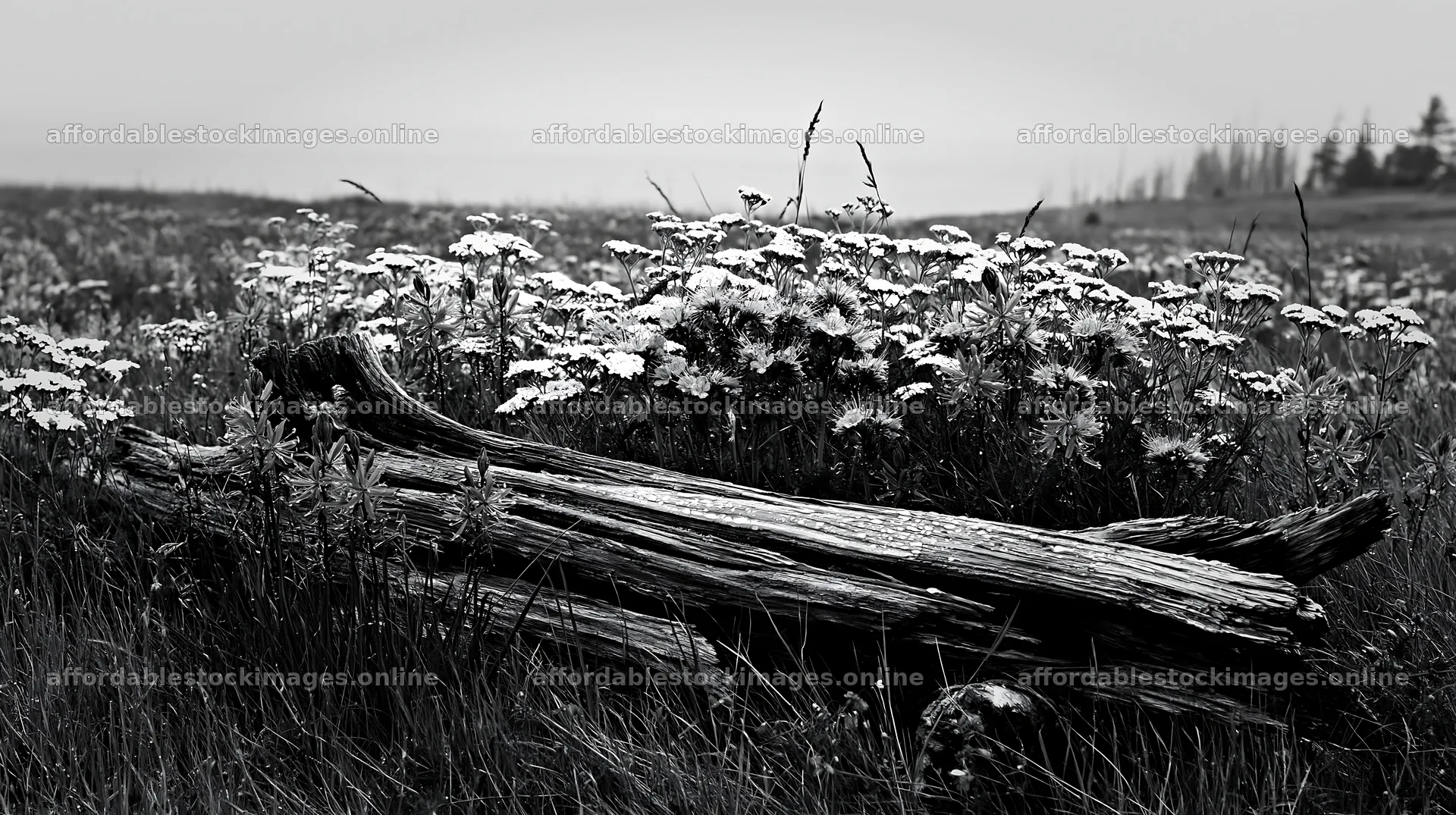 Weathered log among flowers in a grassy meadow – stock images 10608x5938