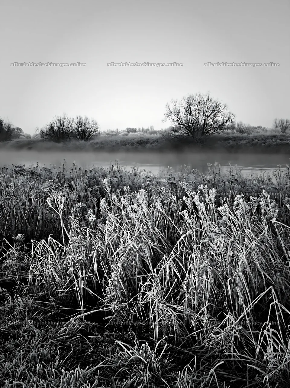 Frost-touched meadow along a river with trees in the background – stock images 6866x9174