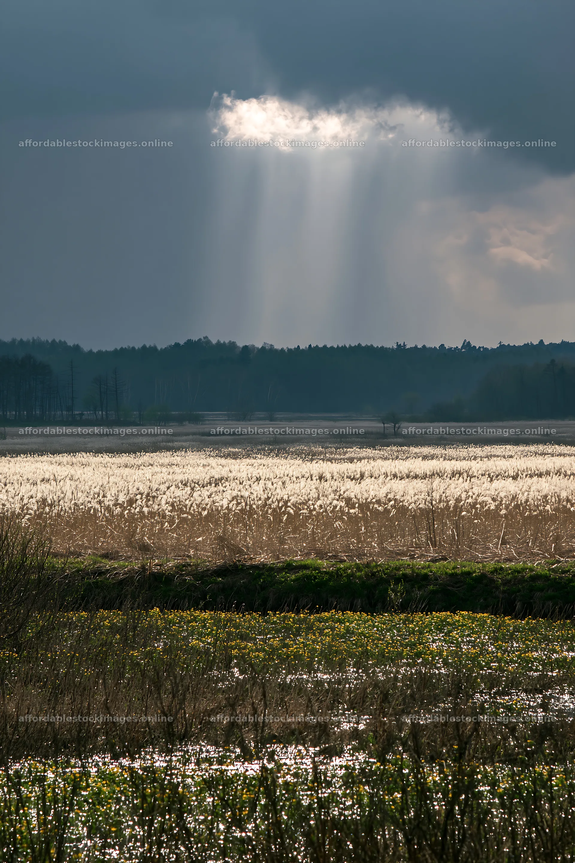 Akita snowmelt meadow with silver grasses and cloudy sky – stock images 6480x9722