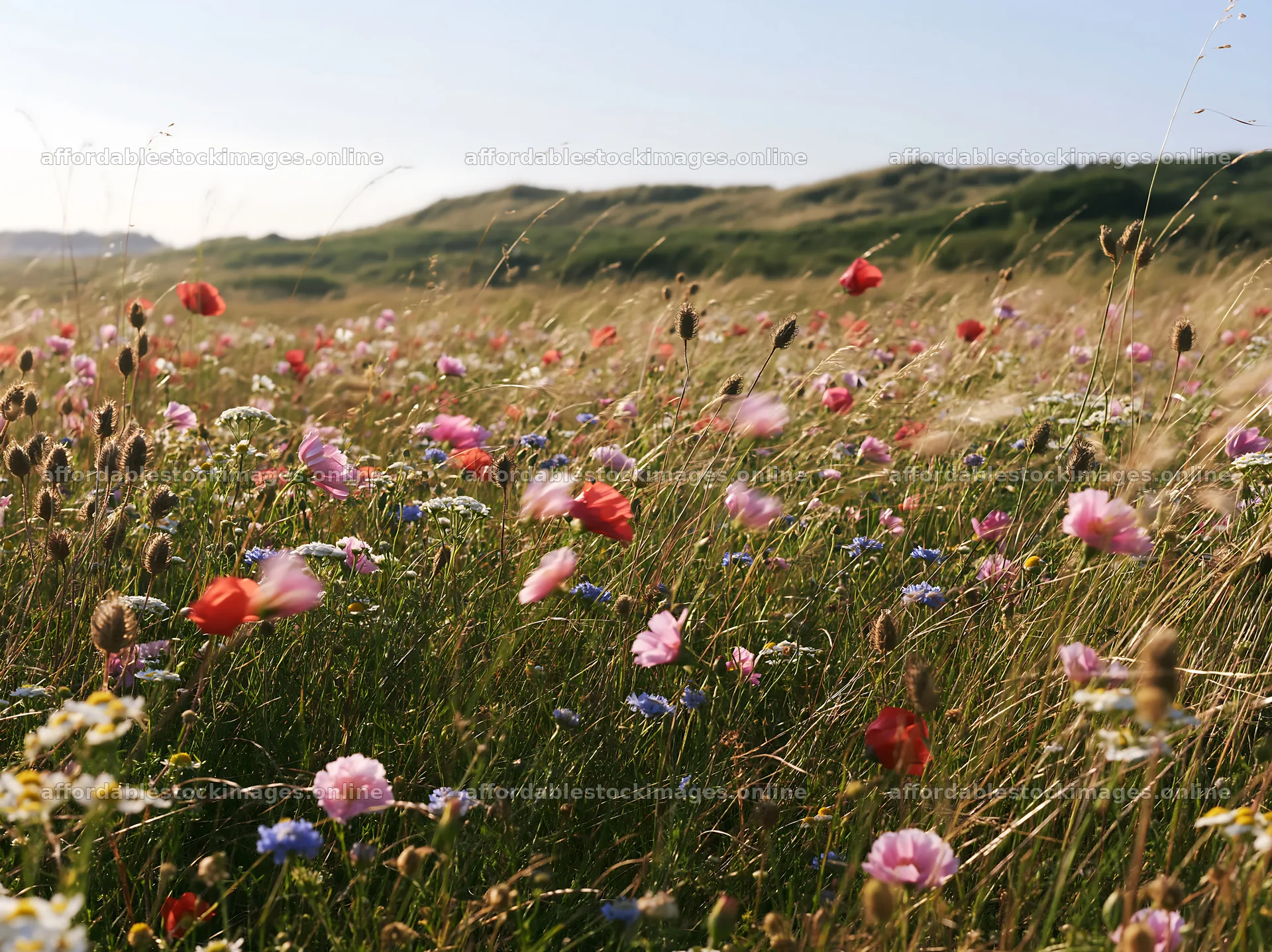 Bright meadow with wildflowers on a clear day – stock images 9174x6866