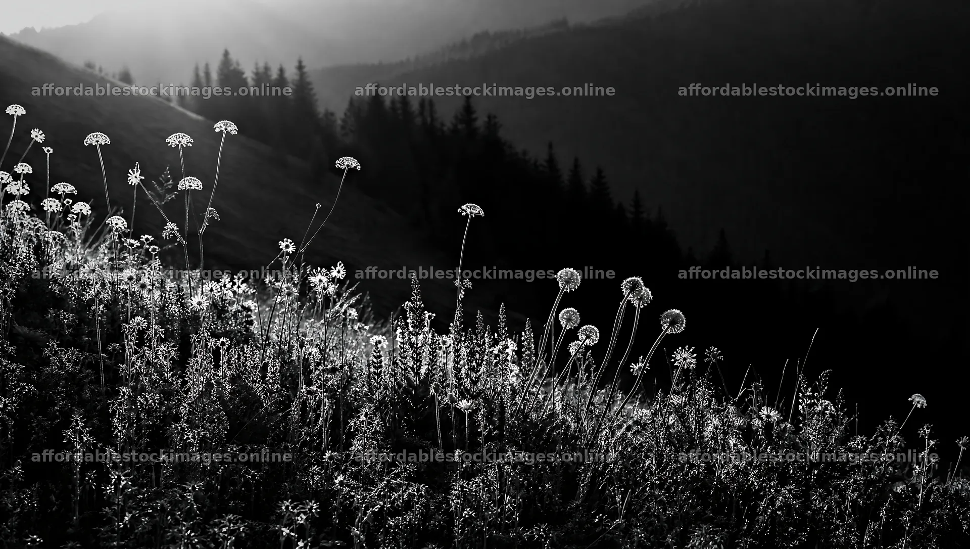Biodiverse meadow with flowering plants at sunset – stock images 10556x5968