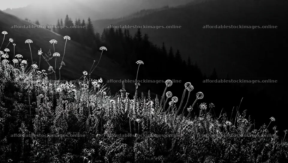 Biodiverse meadow with flowering plants at sunset – stock images 10556x5968