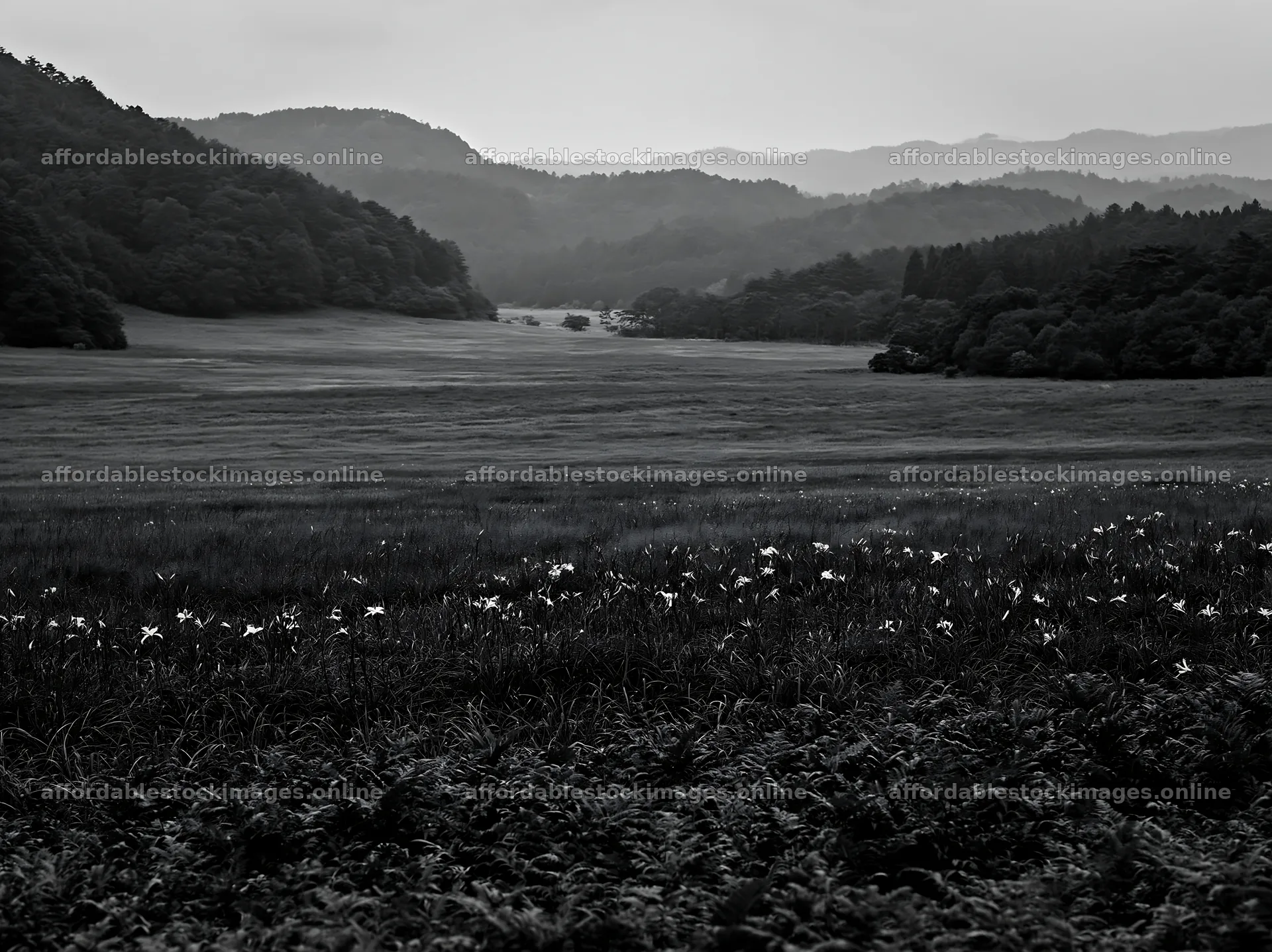 Nara summer meadow with fern foreground and distant mountains – stock images 9174x6866