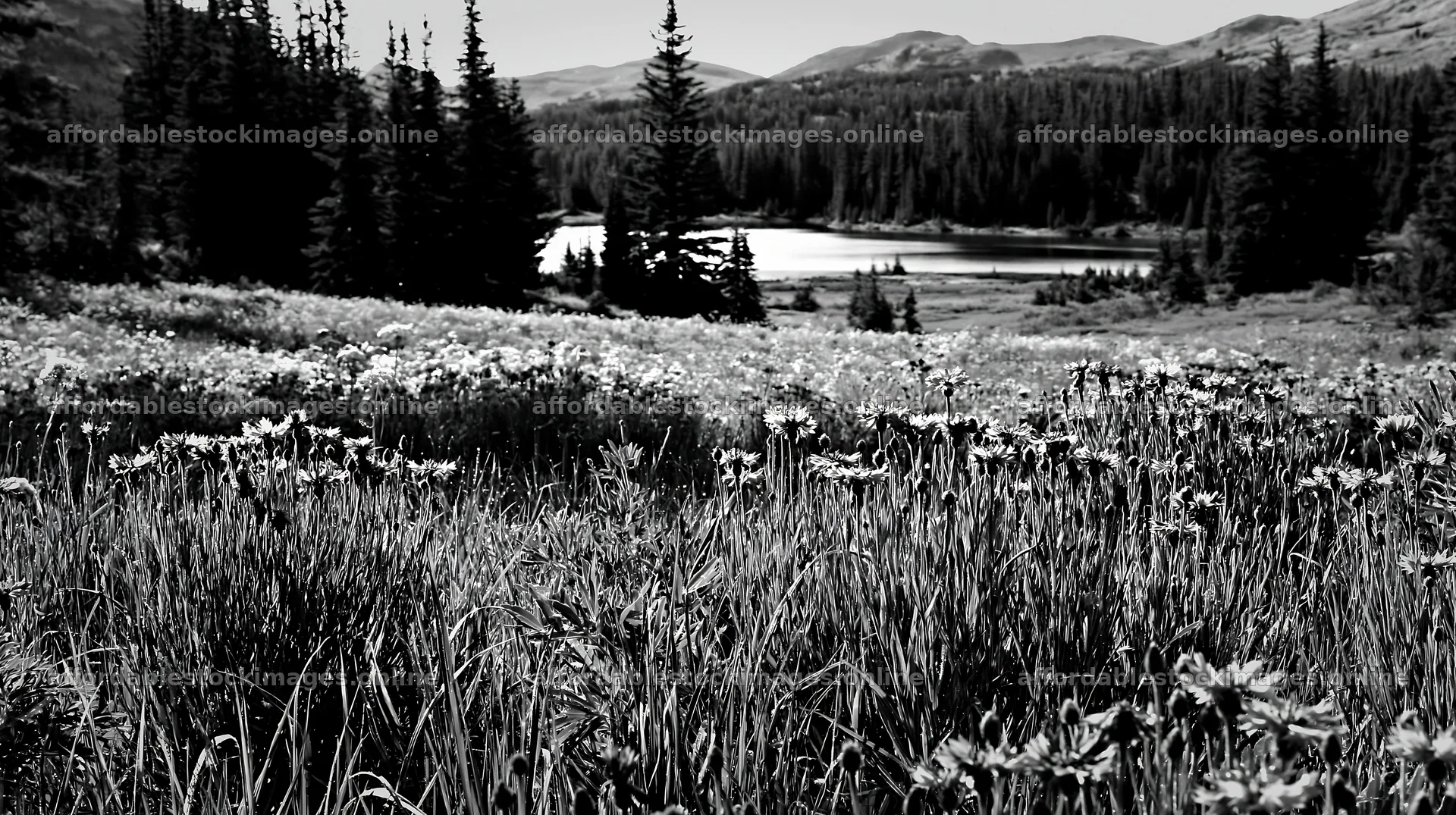 Sunlit lakeside meadow surrounded by trees and mountains – stock images 10608x5938