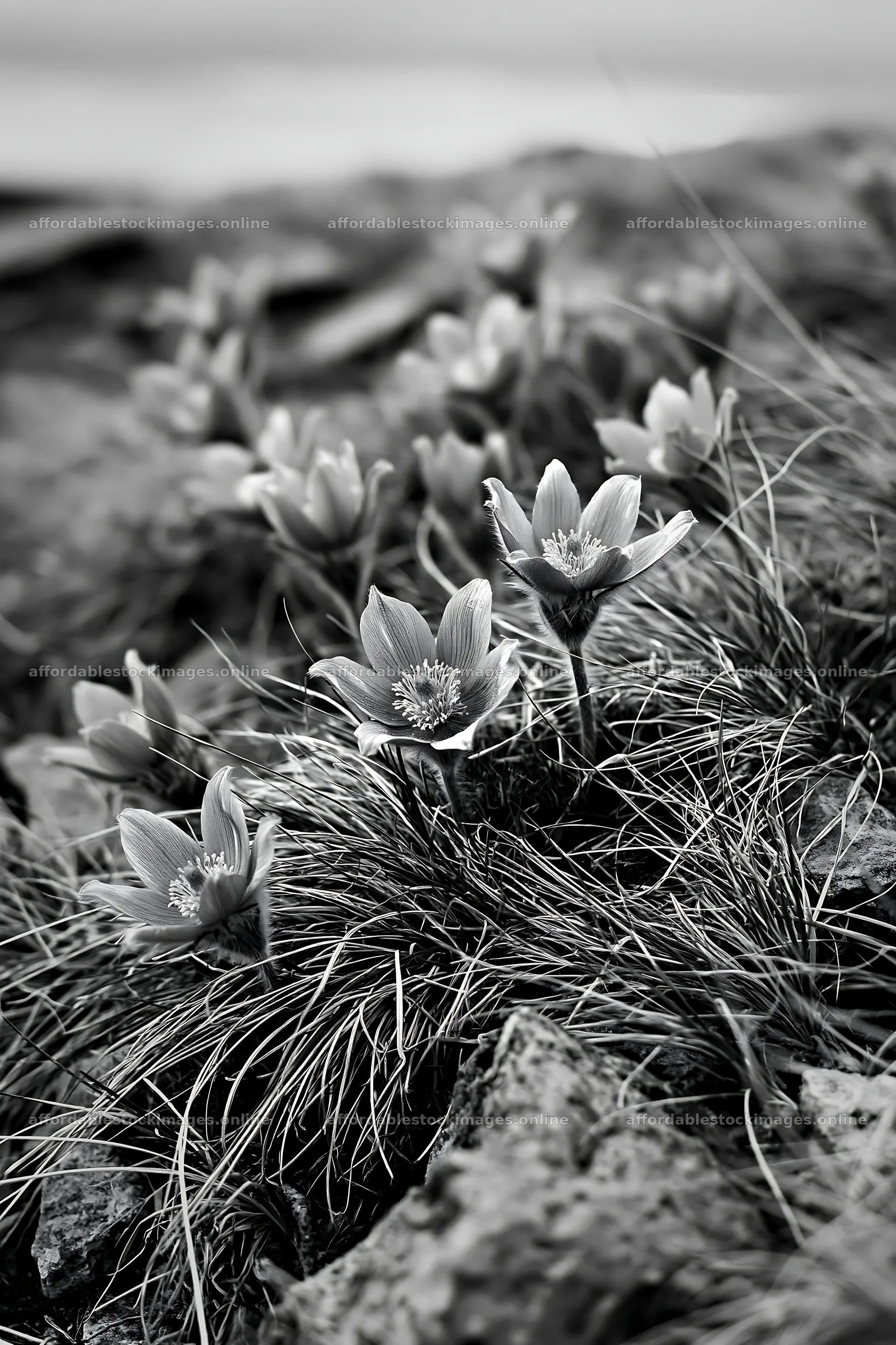 Cloudy pasque flowers growing in a meadow – stock images 6480x9722