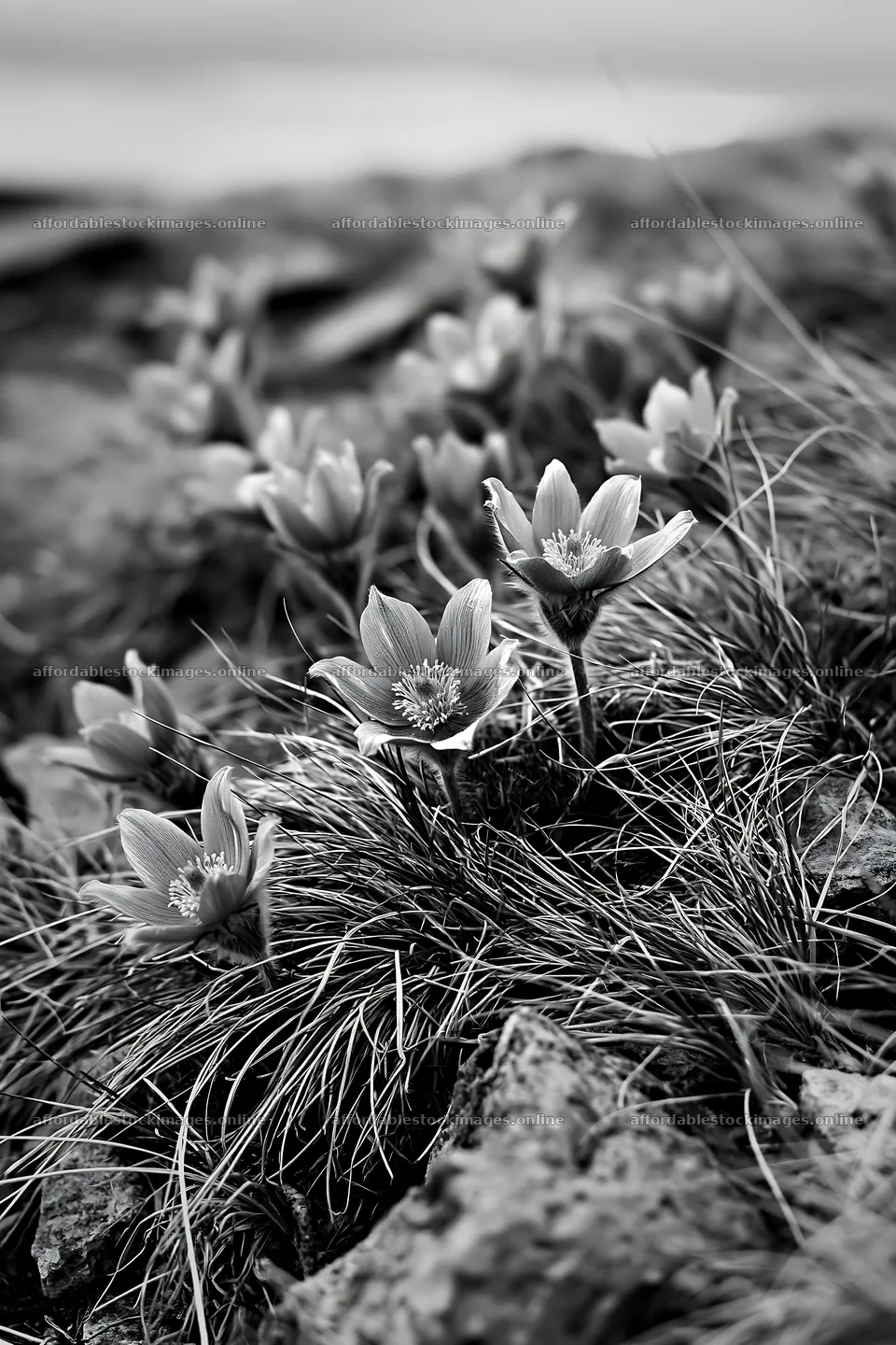 Cloudy pasque flowers growing in a meadow – stock images 6480x9722