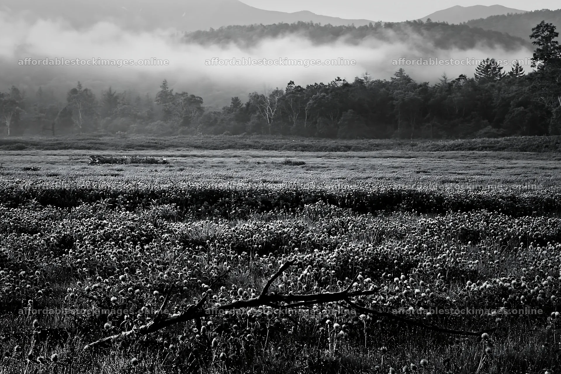 Yamagata rewilded meadow with fallen branch in foreground – stock images 9722x6480