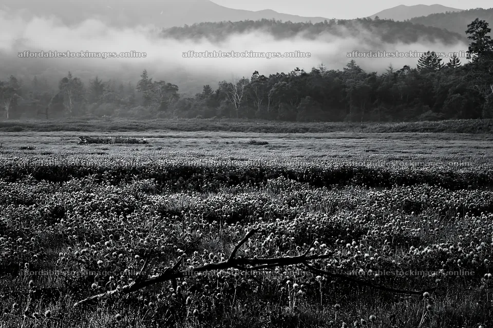 Yamagata rewilded meadow with fallen branch in foreground – stock images 9722x6480