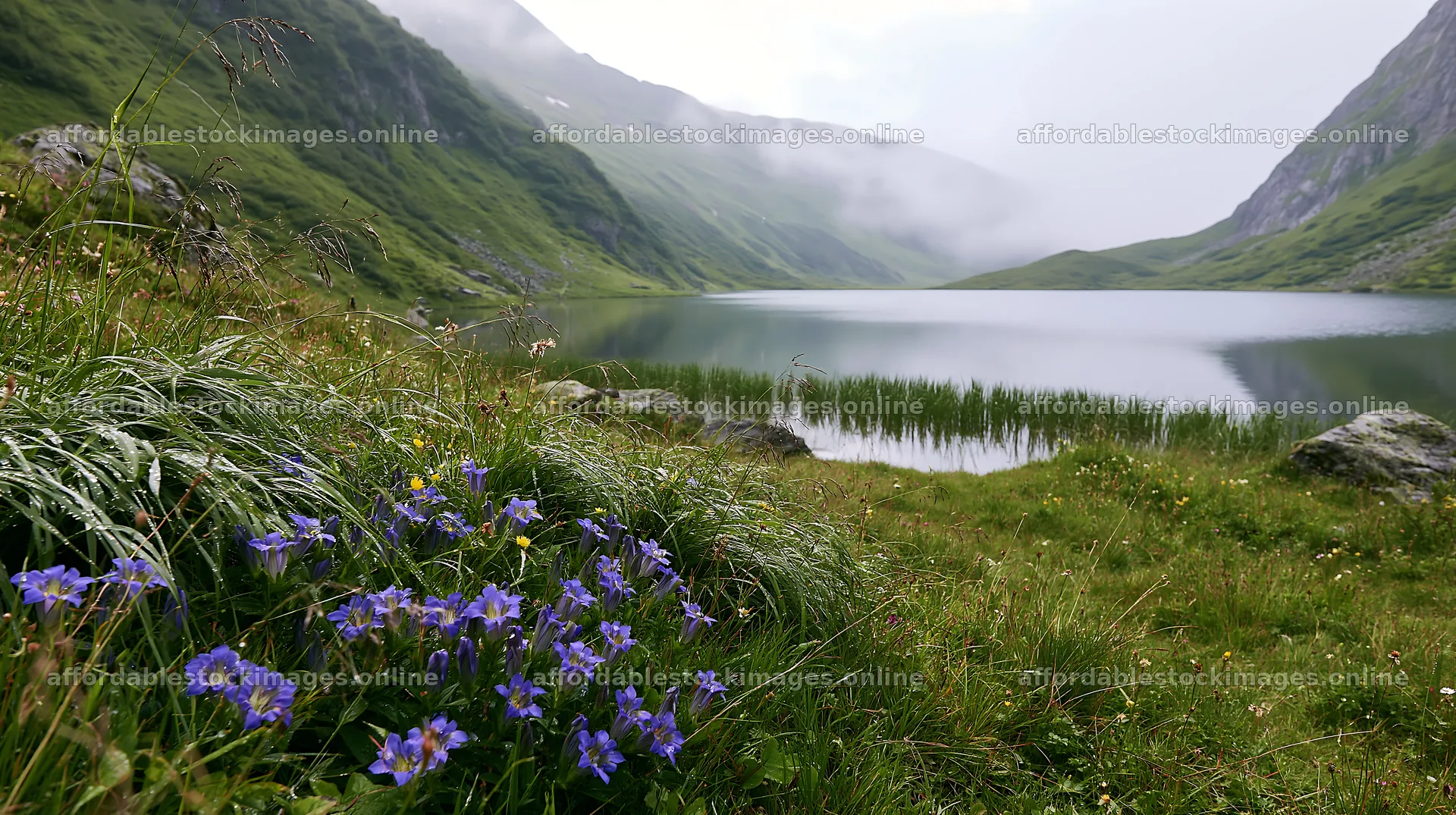 Swiss meadow with flowers beside alpine lake in the mountains – stock images 10608x5938