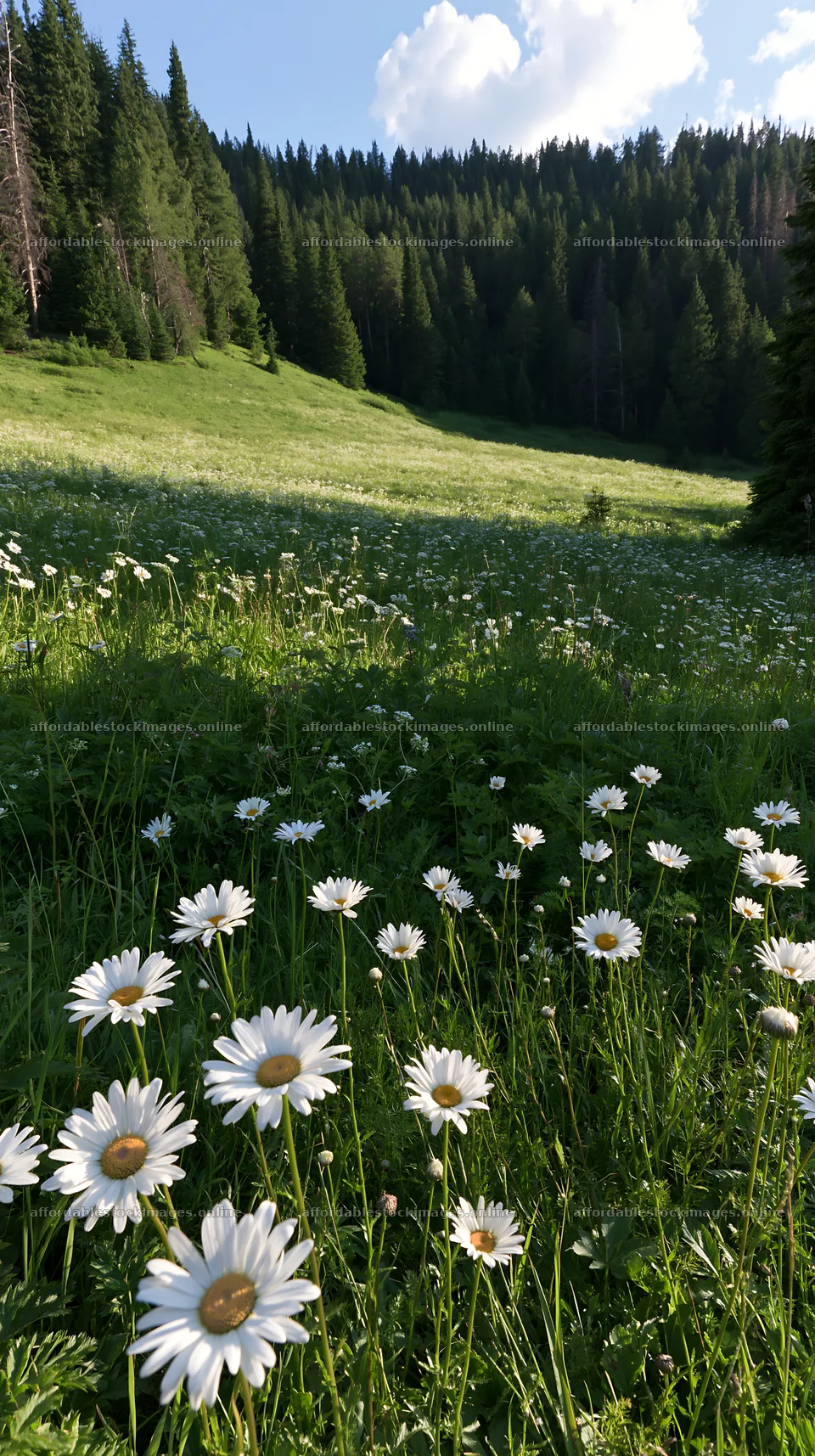 Wooded valley meadow with wildflowers in sunshine – stock images 5938x10608