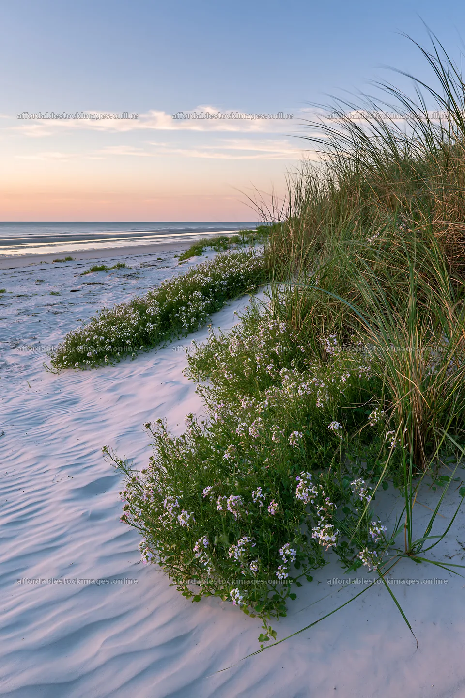 Beachside flower meadow with flowers and grass at sunset – stock images 6480x9722