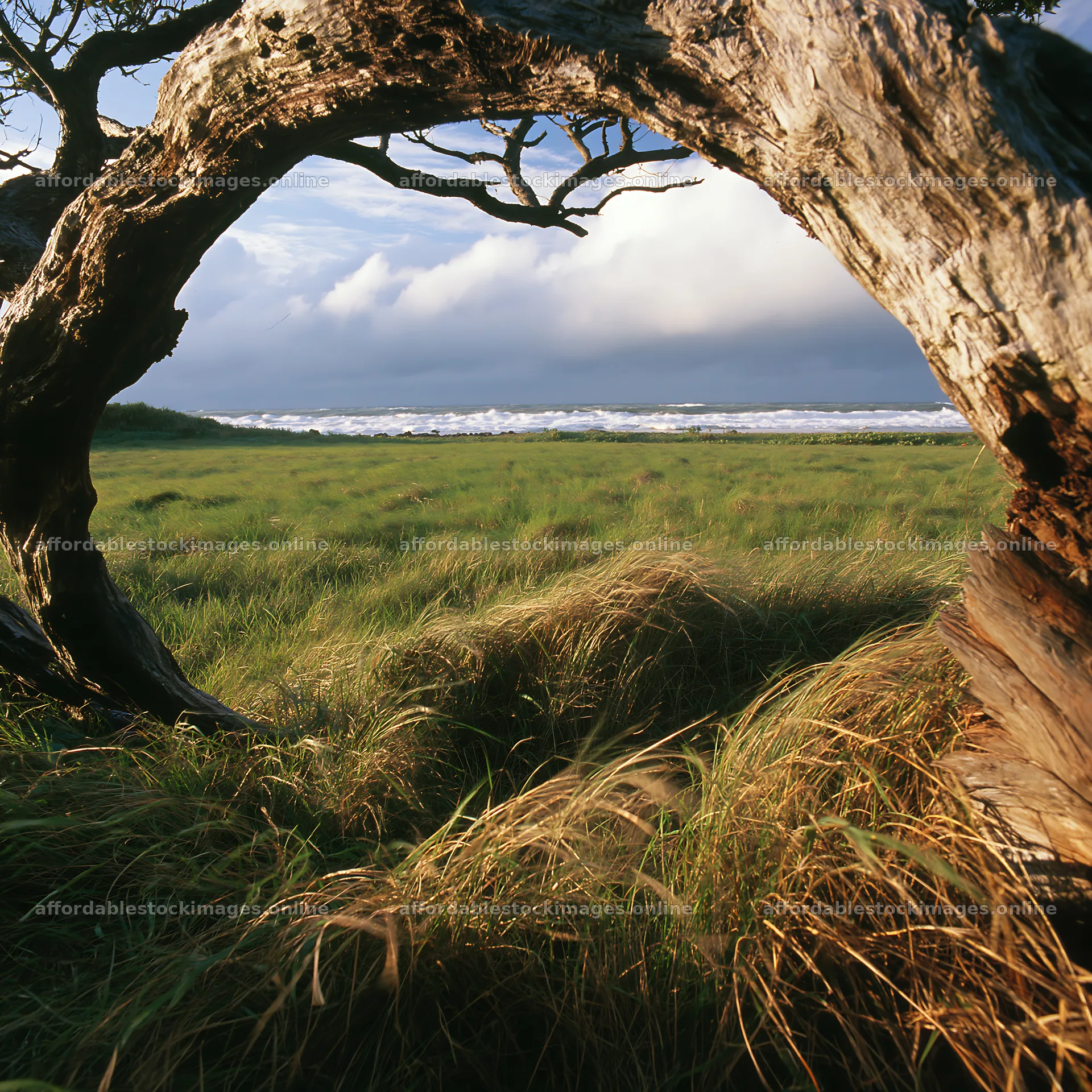 Ishikawa coastal meadow storm washed driftwood under cloudy sky – stock images 7938x7938
