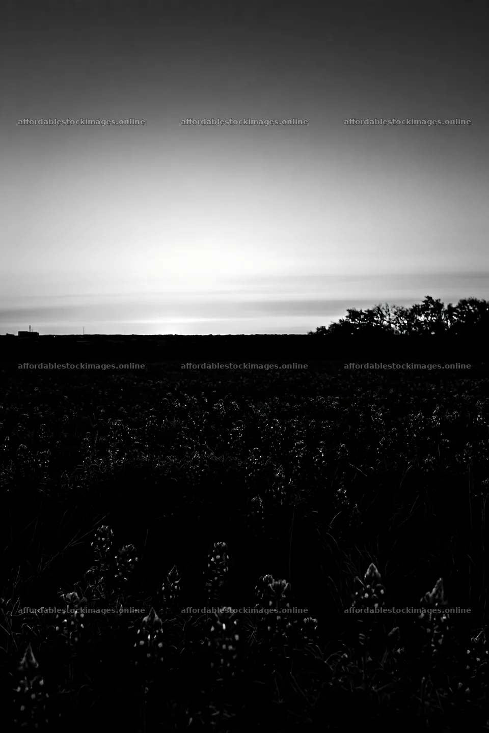 Bluebonnet meadow at sunrise with dark sky and distant trees – stock images 6480x9722