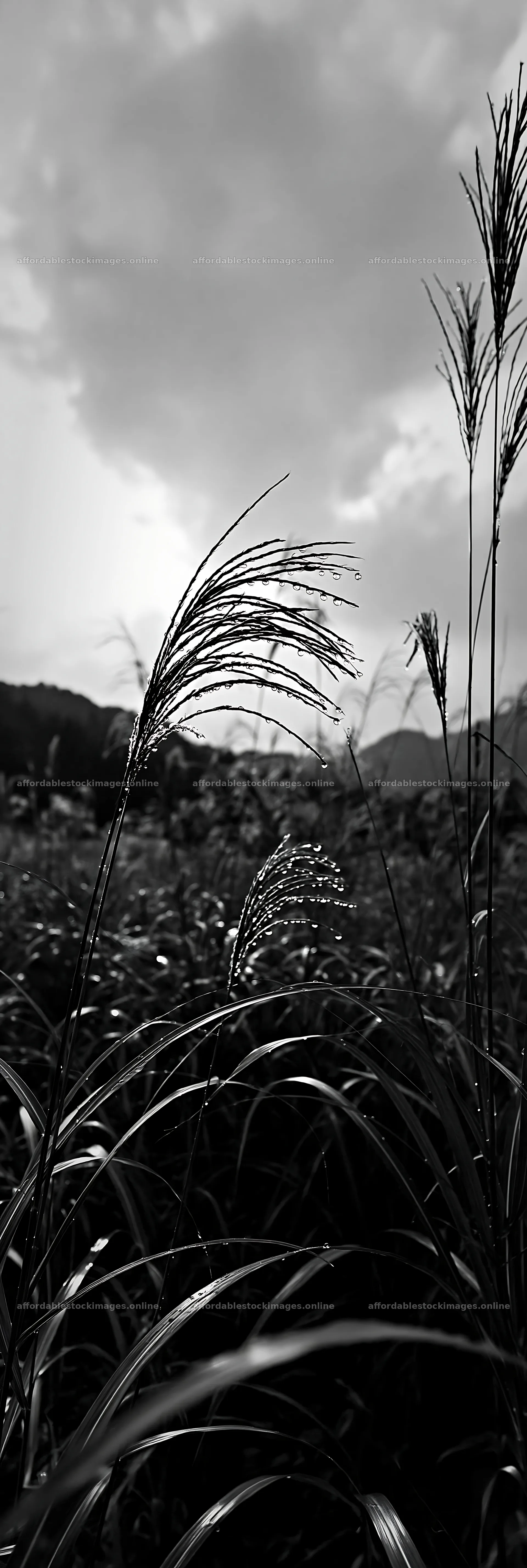 Fukui native grass meadow with rain droplets at sunset – stock images 4602x13690