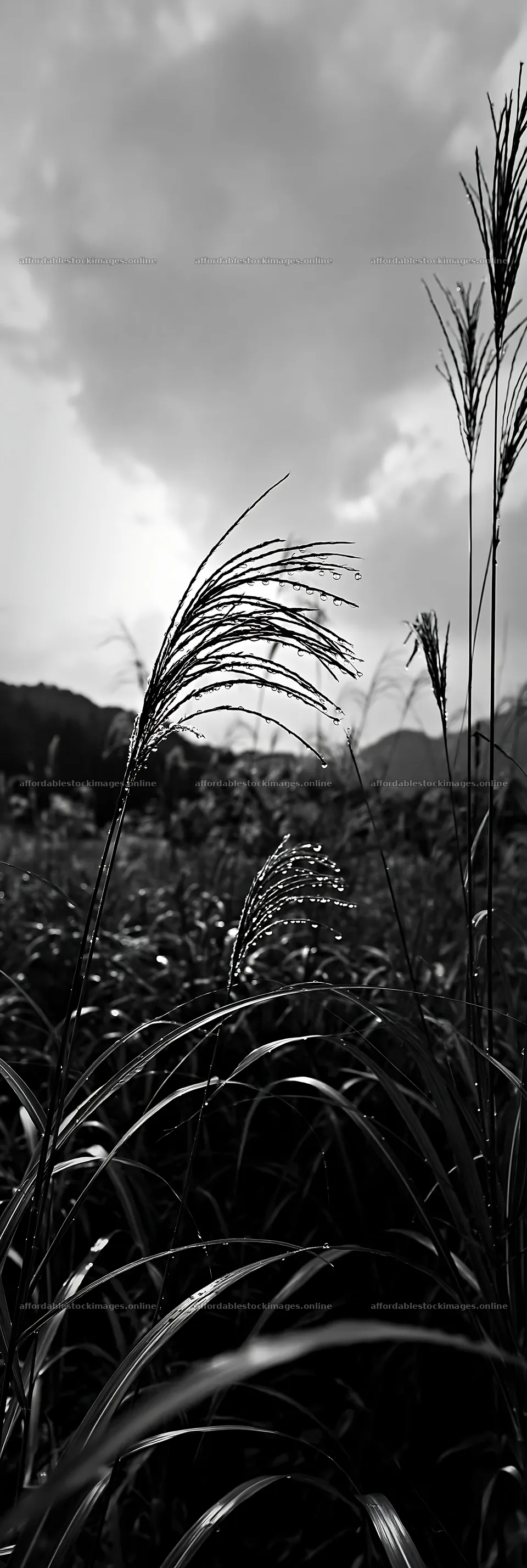 Fukui native grass meadow with rain droplets at sunset – stock images 4602x13690
