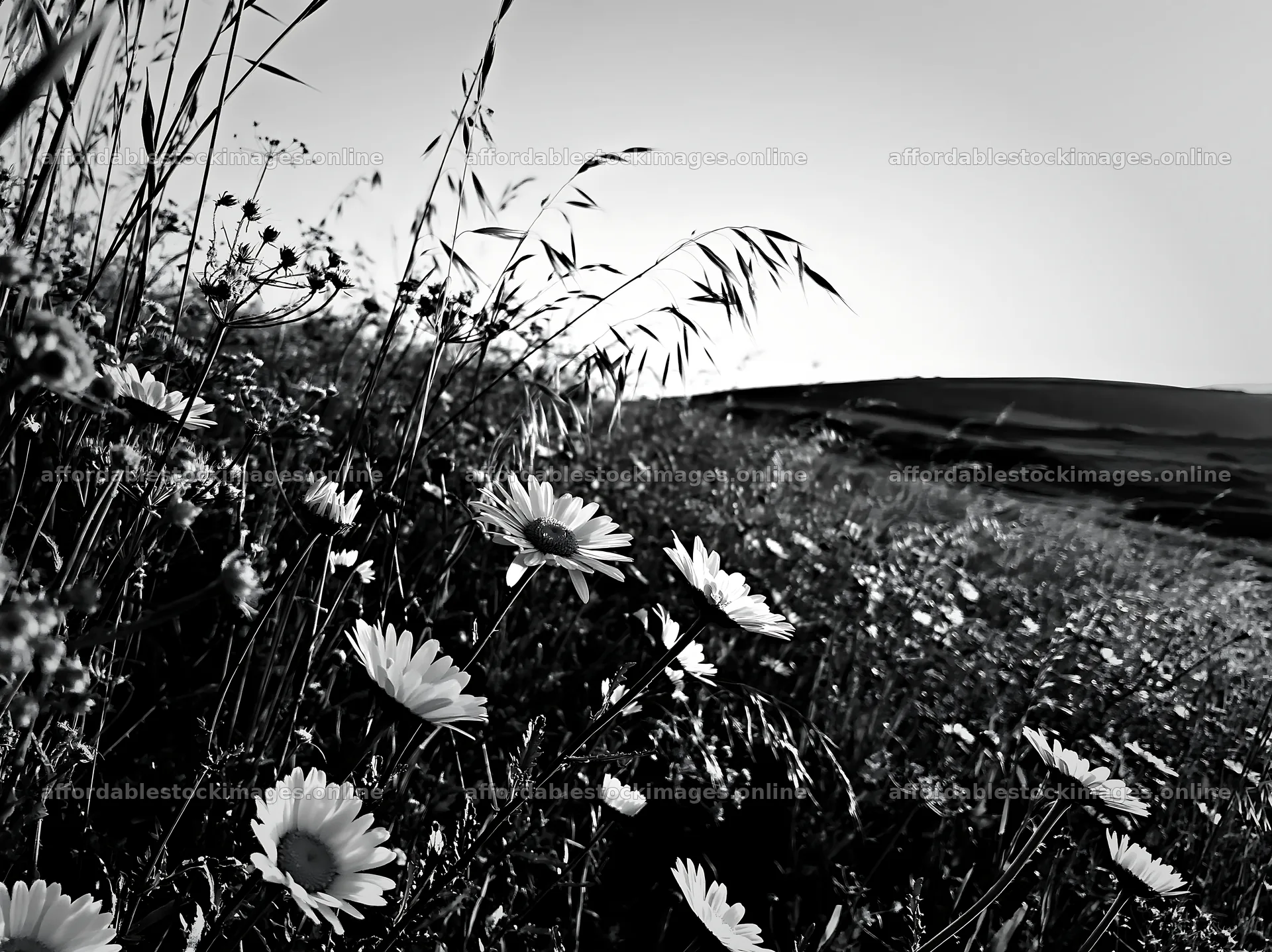 Meadow seedheads backlit at dusk with wildflowers – stock images 9174x6866