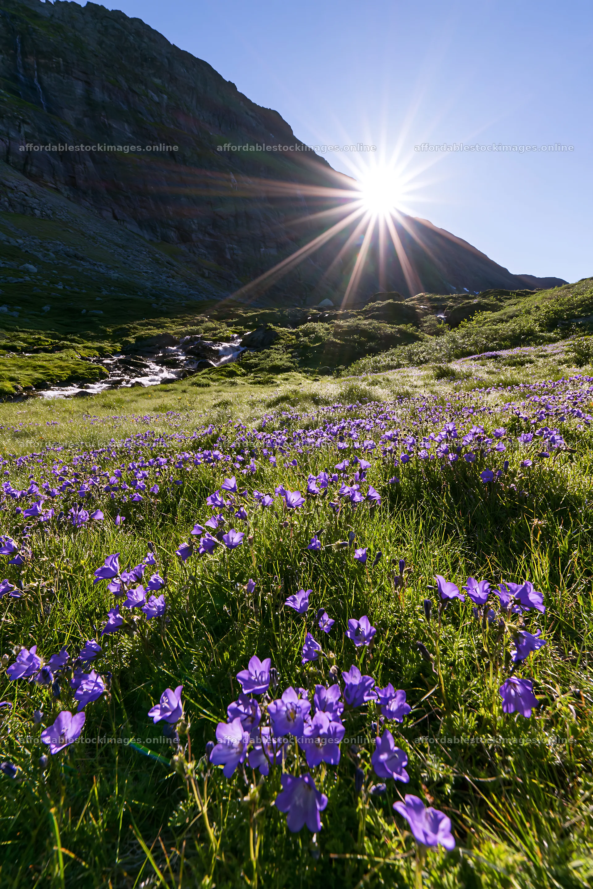 Sunlight shining over Jotunheimen valley meadow with flowers – stock images 6480x9722