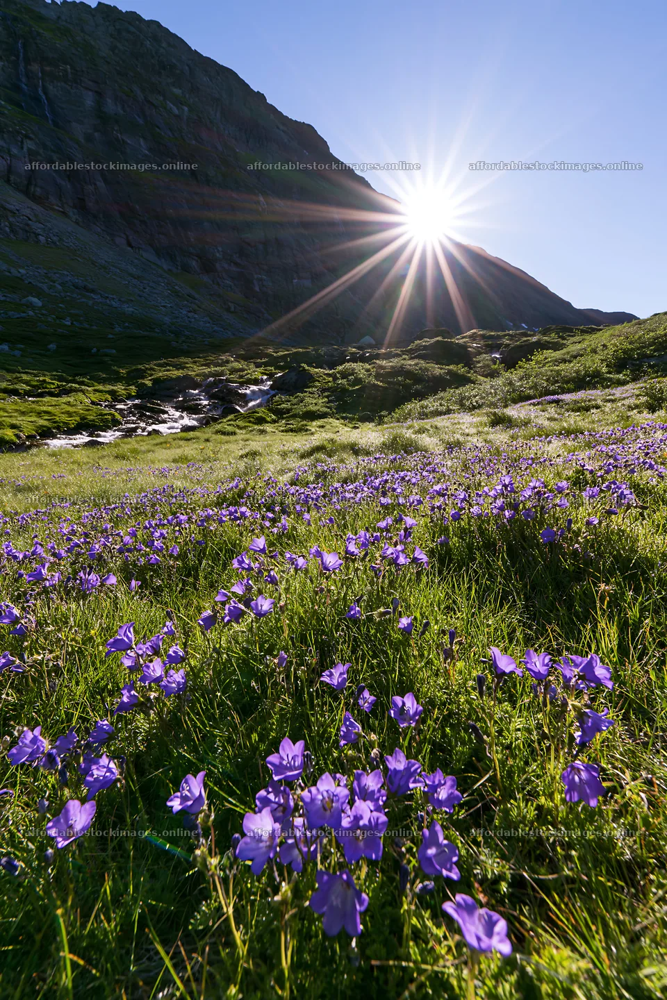 Sunlight shining over Jotunheimen valley meadow with flowers – stock images 6480x9722