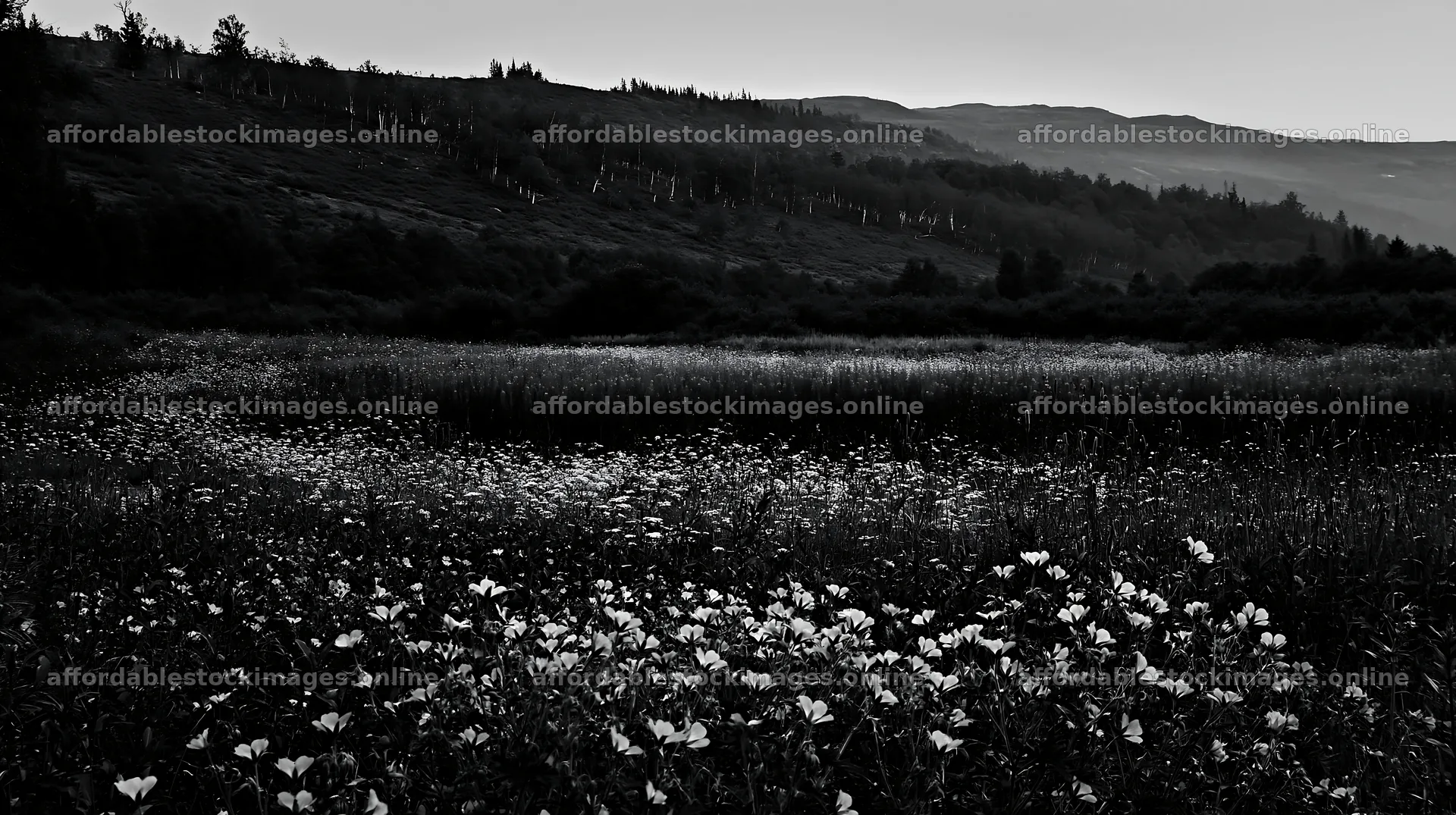 Meadow landscape with wildflowers in black and white – stock images 10608x5938