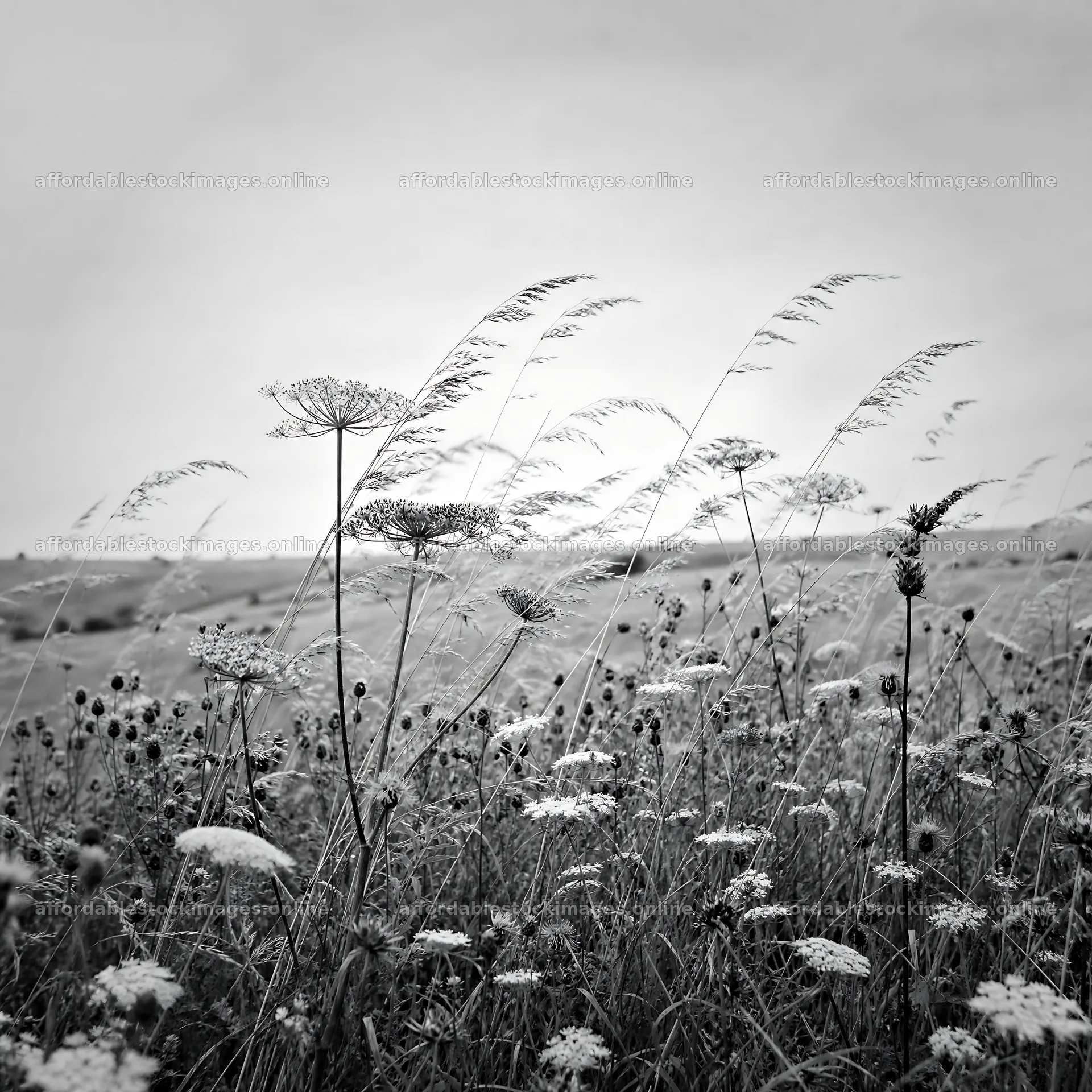 Seedhead meadow with wildflowers under cloudy sky – stock images 7938x7938