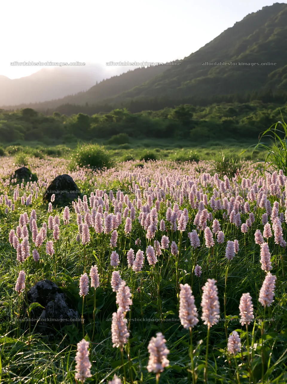 Oita highland meadow with granite stones in morning light – stock images 6866x9174
