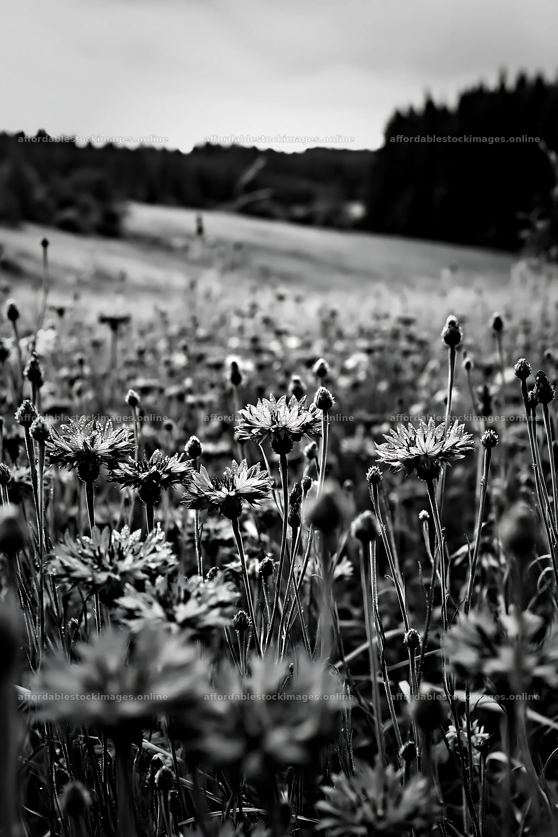 Cornflower meadow with flowers in black and white landscape – stock images 6480x9722