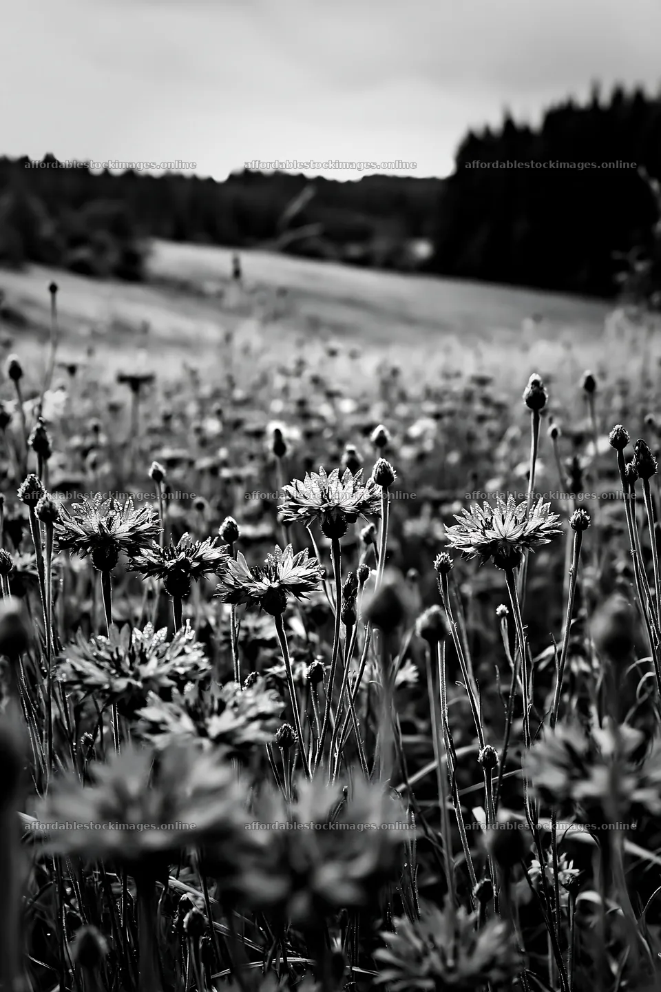 Cornflower meadow with flowers in black and white landscape – stock images 6480x9722