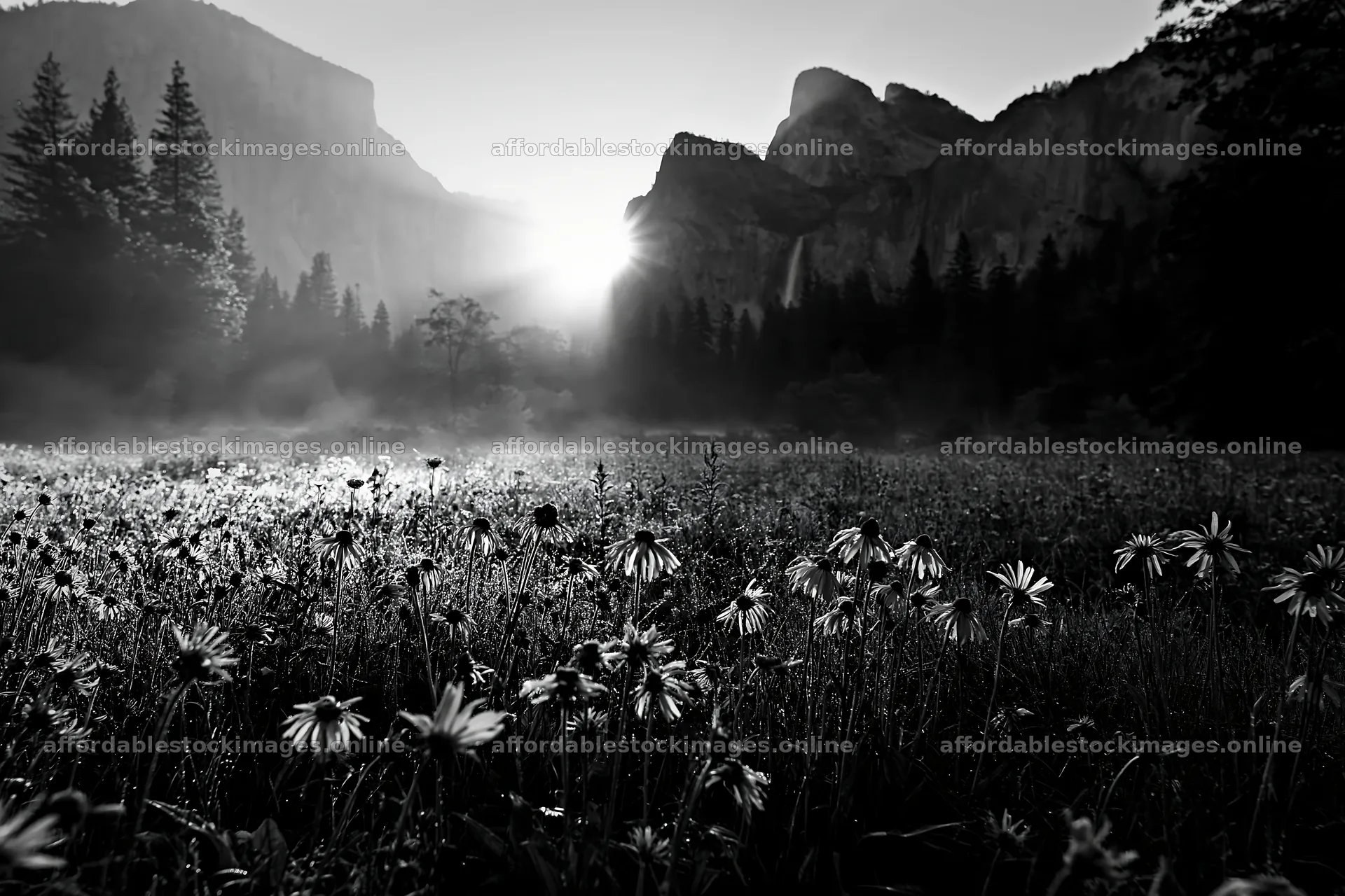 Blooming meadow with mountain backdrop at sunrise – stock images 9722x6480
