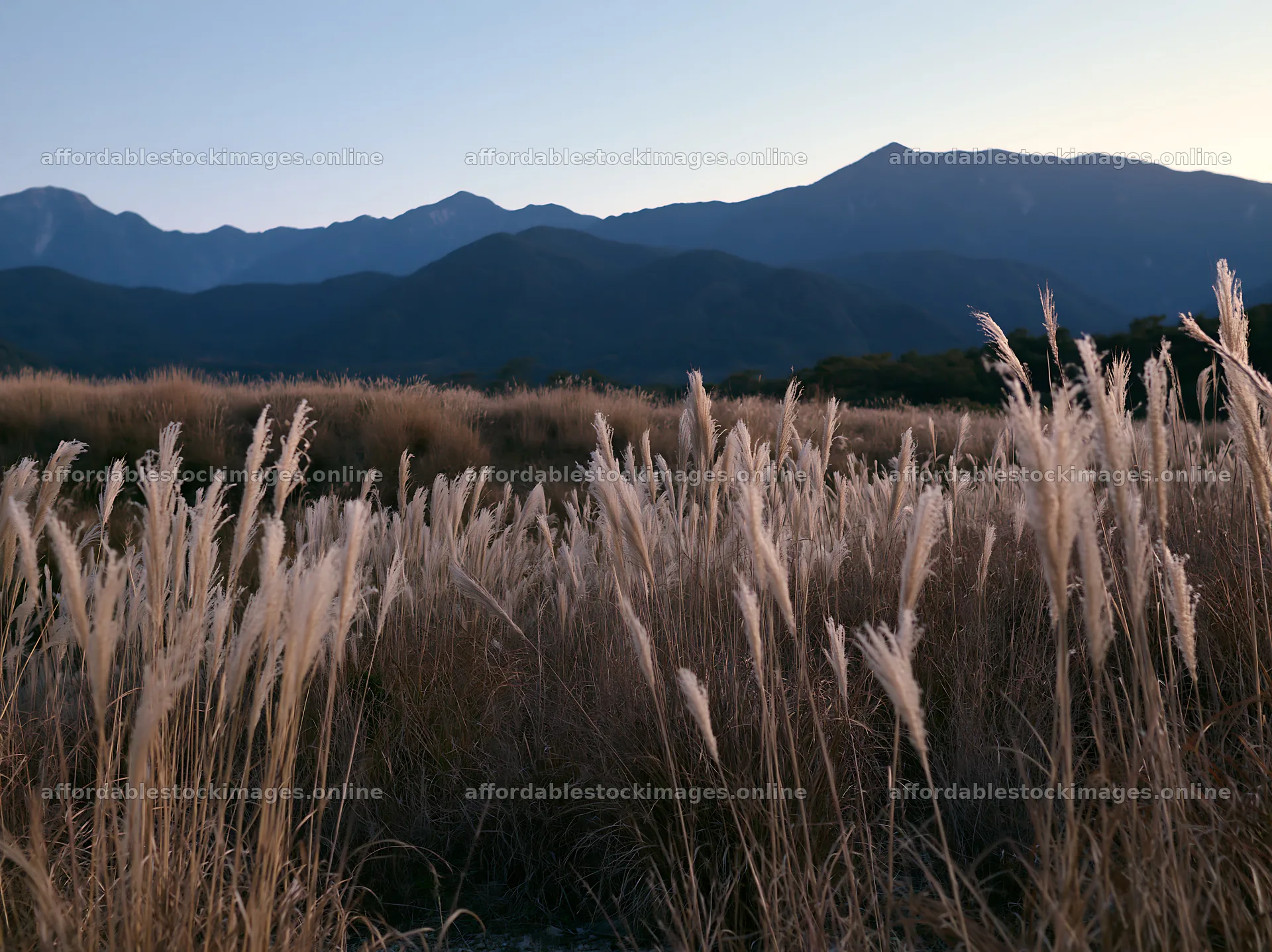 Ehime twilight meadow with dry seedheads at dusk – stock images 9174x6866