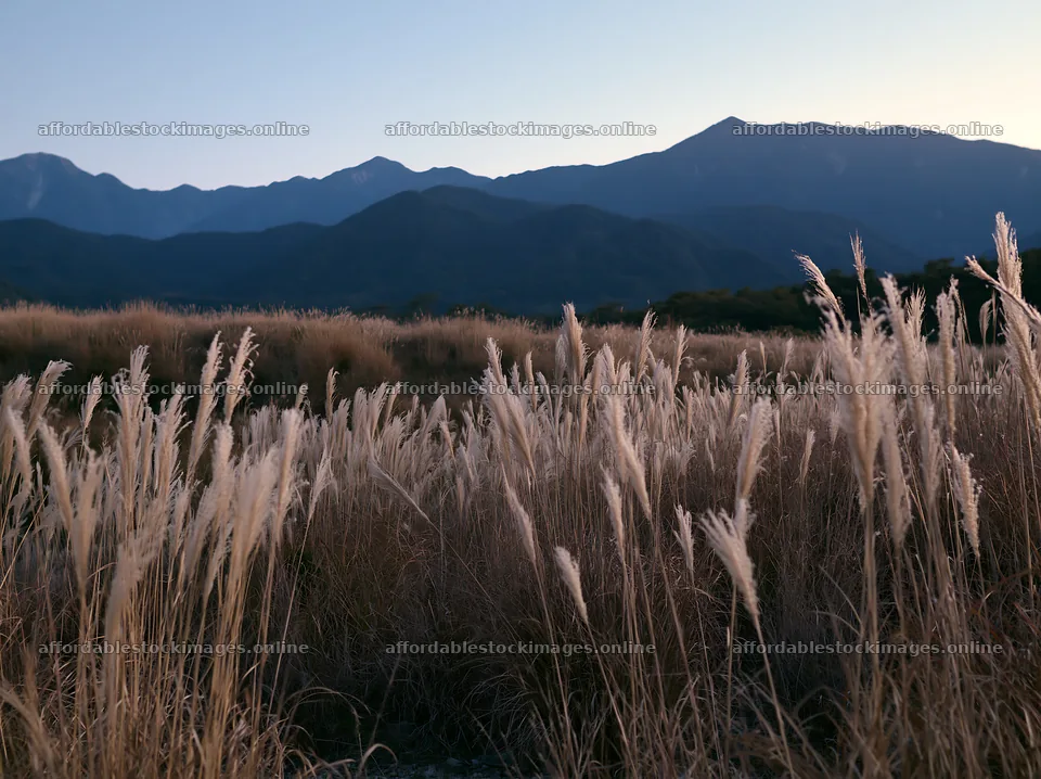 Ehime twilight meadow with dry seedheads at dusk – stock images 9174x6866
