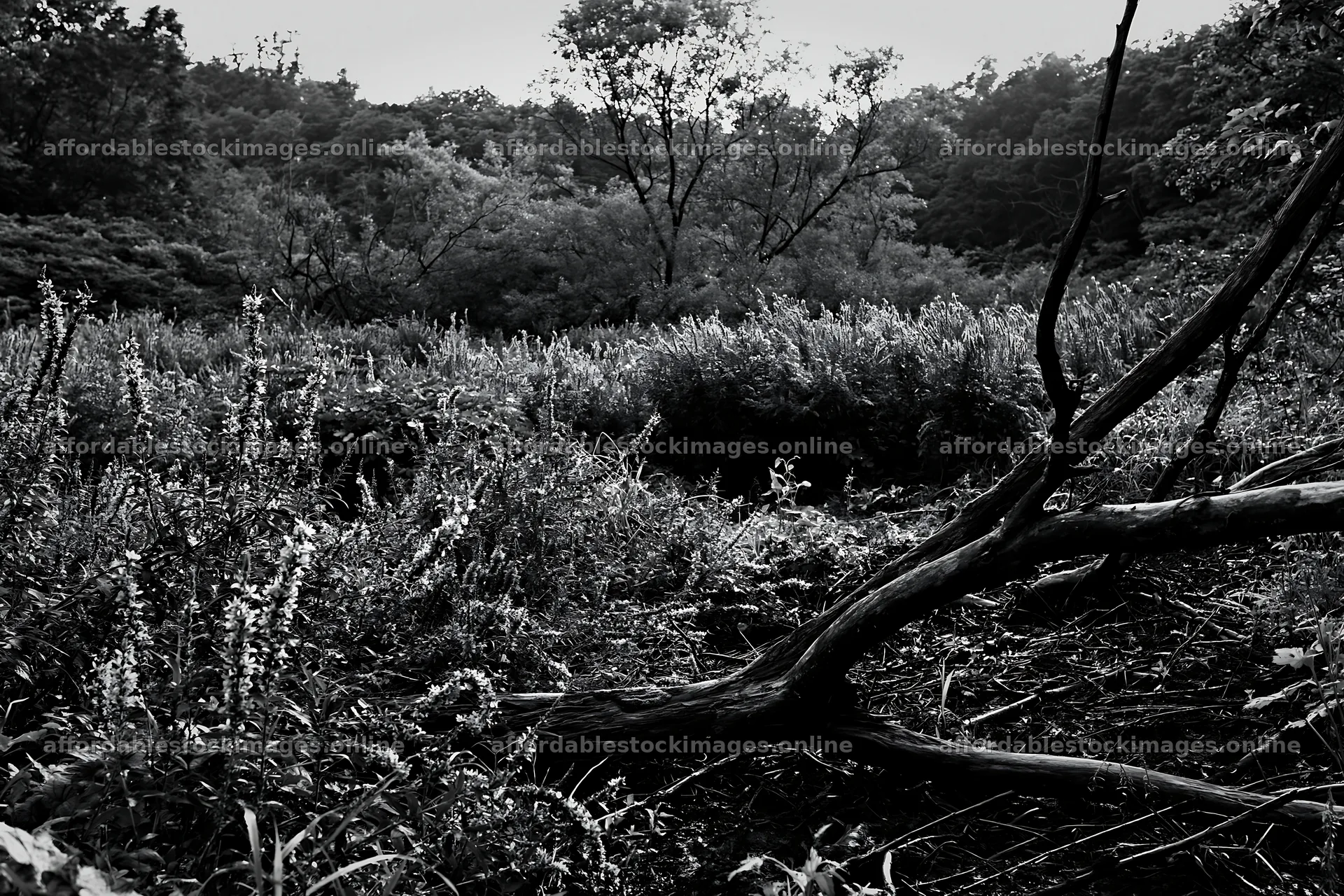 Yamagata rewilded meadow with fallen branch in foreground – stock images 9722x6480