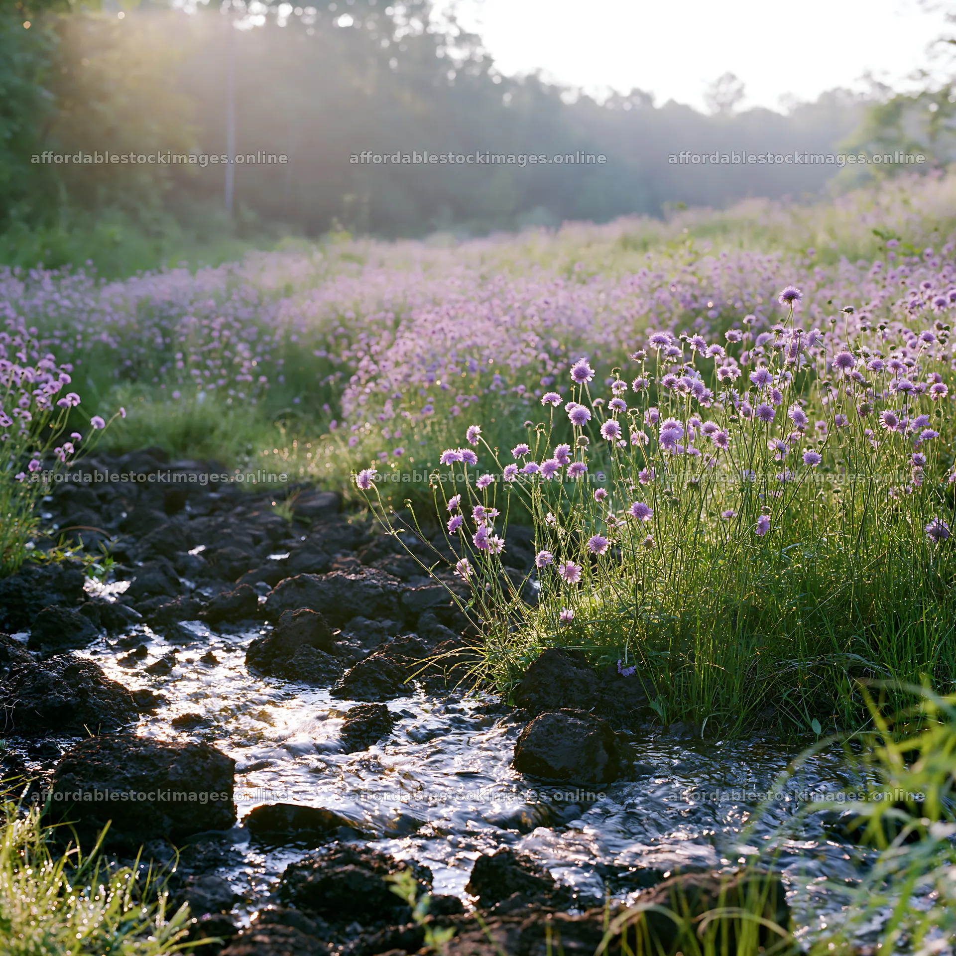 High contrast meadow with a natural watercourse and flowers – stock images 7938x7938