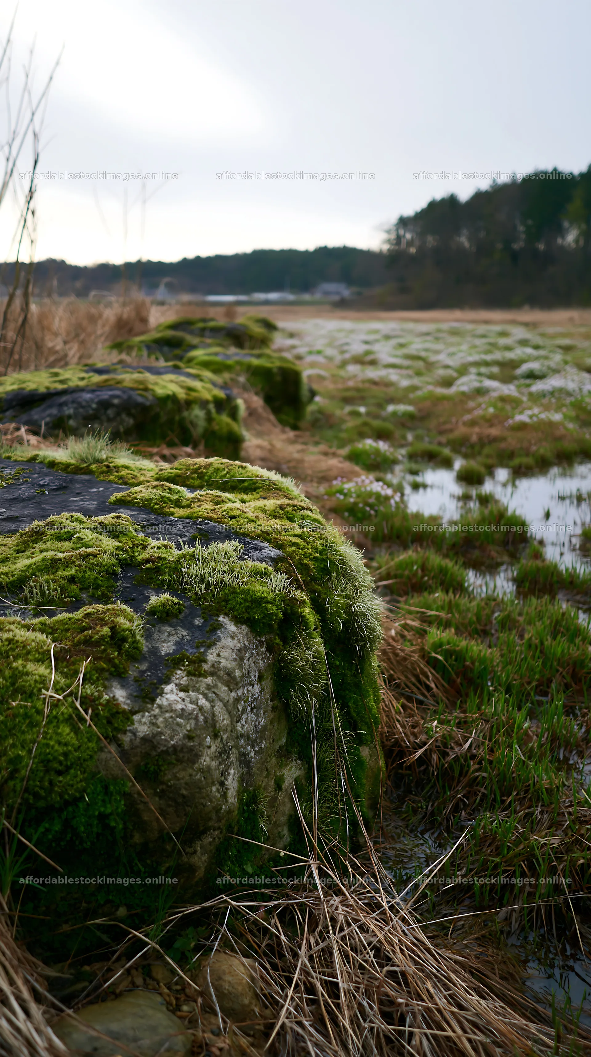 Mossy stone along a meadow in Miyagi during spring recovery – stock images 5938x10608