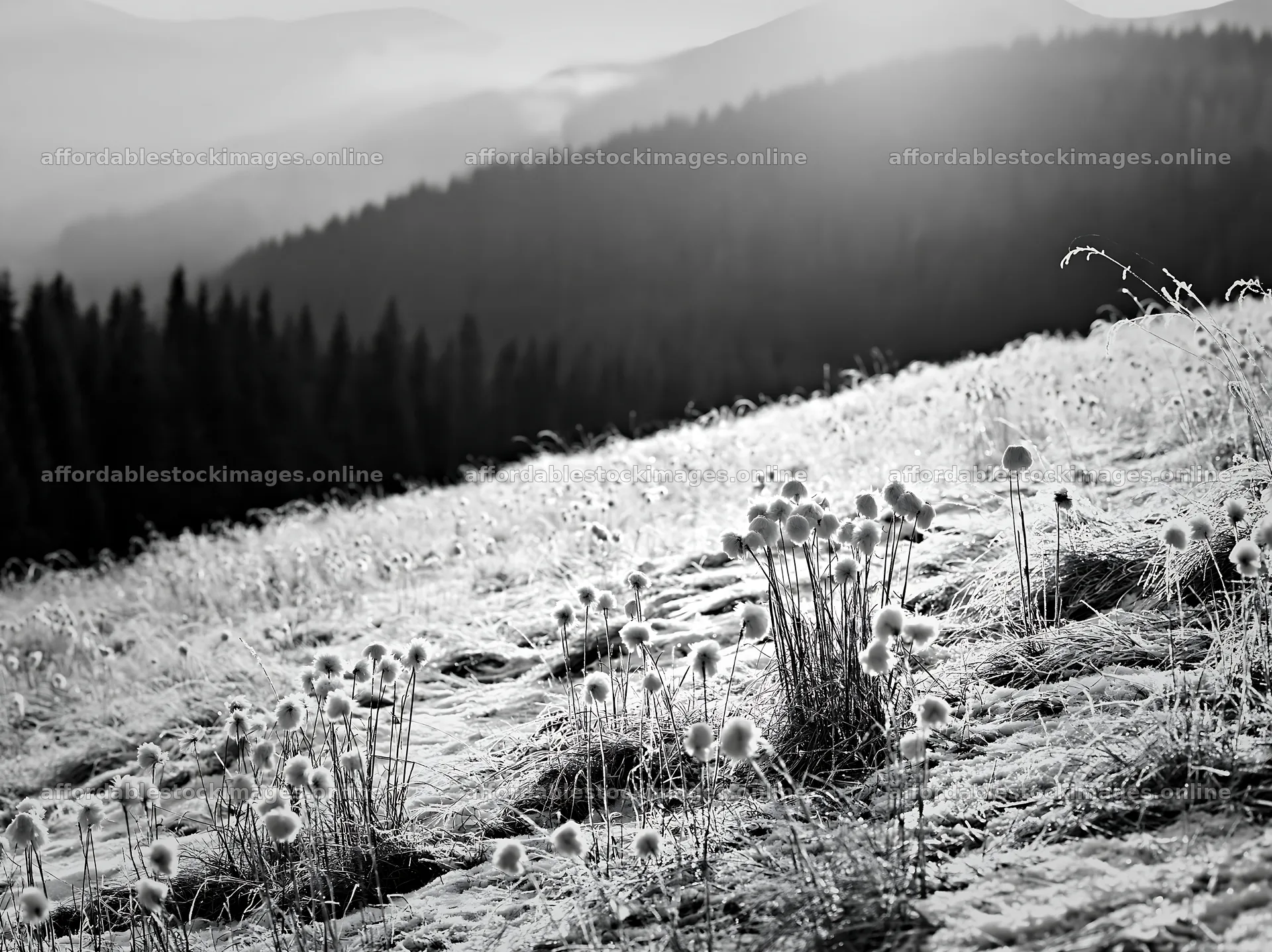 Snowy highland meadow with flowers in black and white – stock images 9174x6866