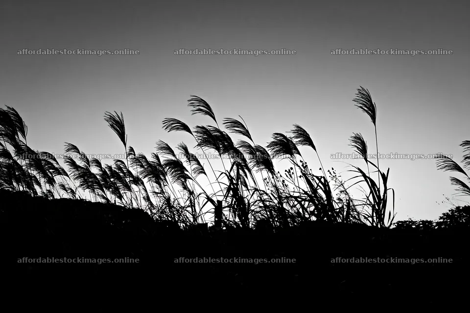Tokyo urban biodiversity meadow with seedheads at dusk – stock images 9722x6480