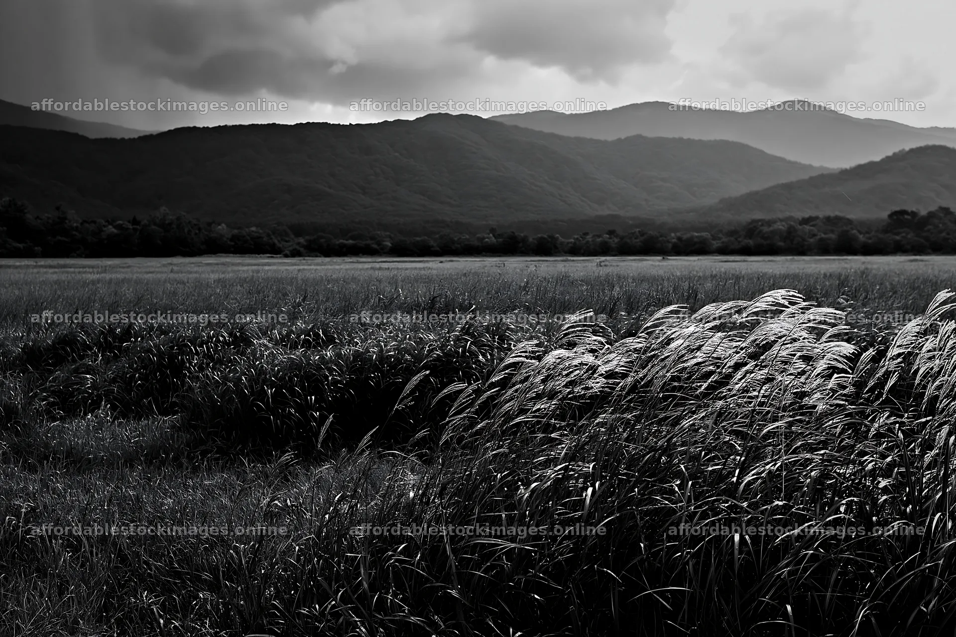 Iwate rain refreshed meadow seedhead foreground – stock images 9722x6480