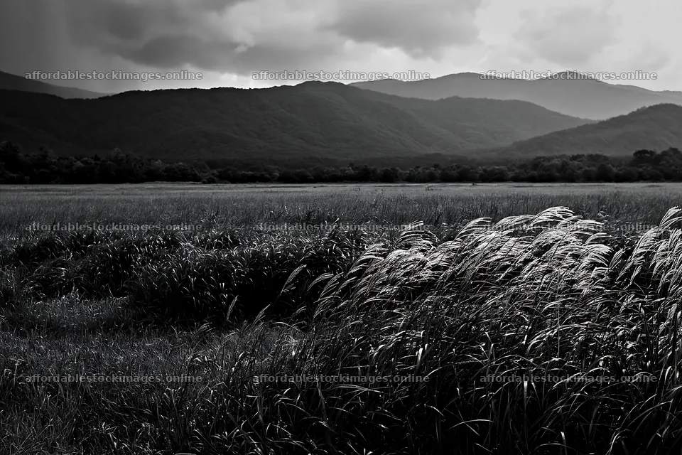 Iwate rain refreshed meadow seedhead foreground – stock images 9722x6480