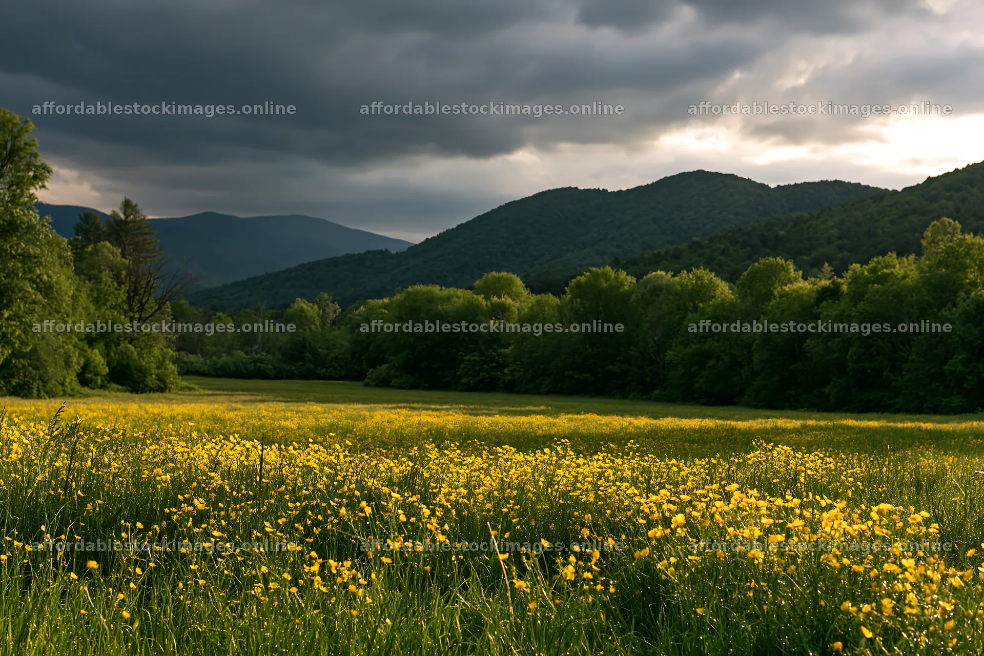 Buttercup meadow with mountains and dark clouds – stock images 9722x6480